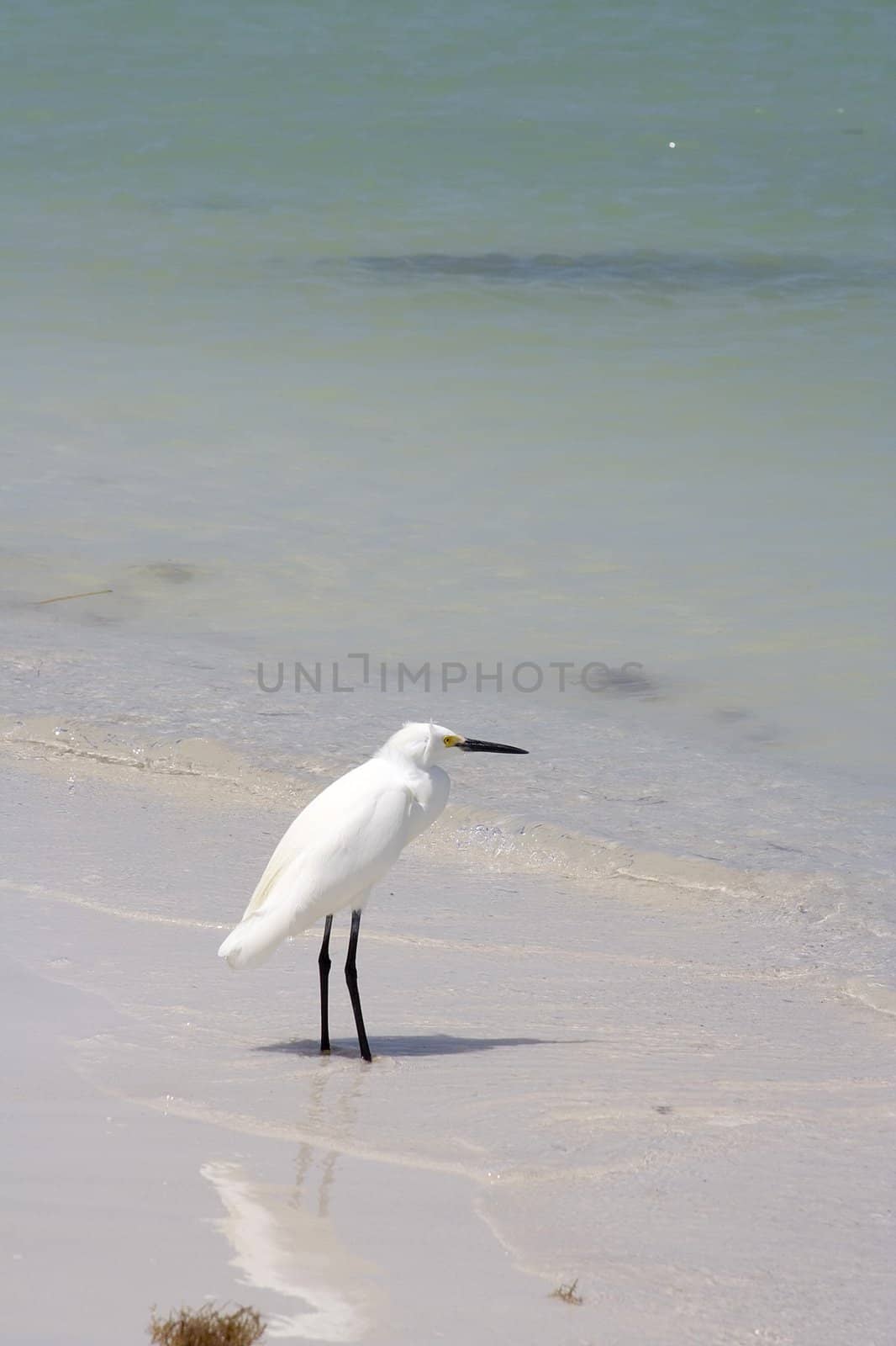 snowy egret watching the waves on a sandy beach 