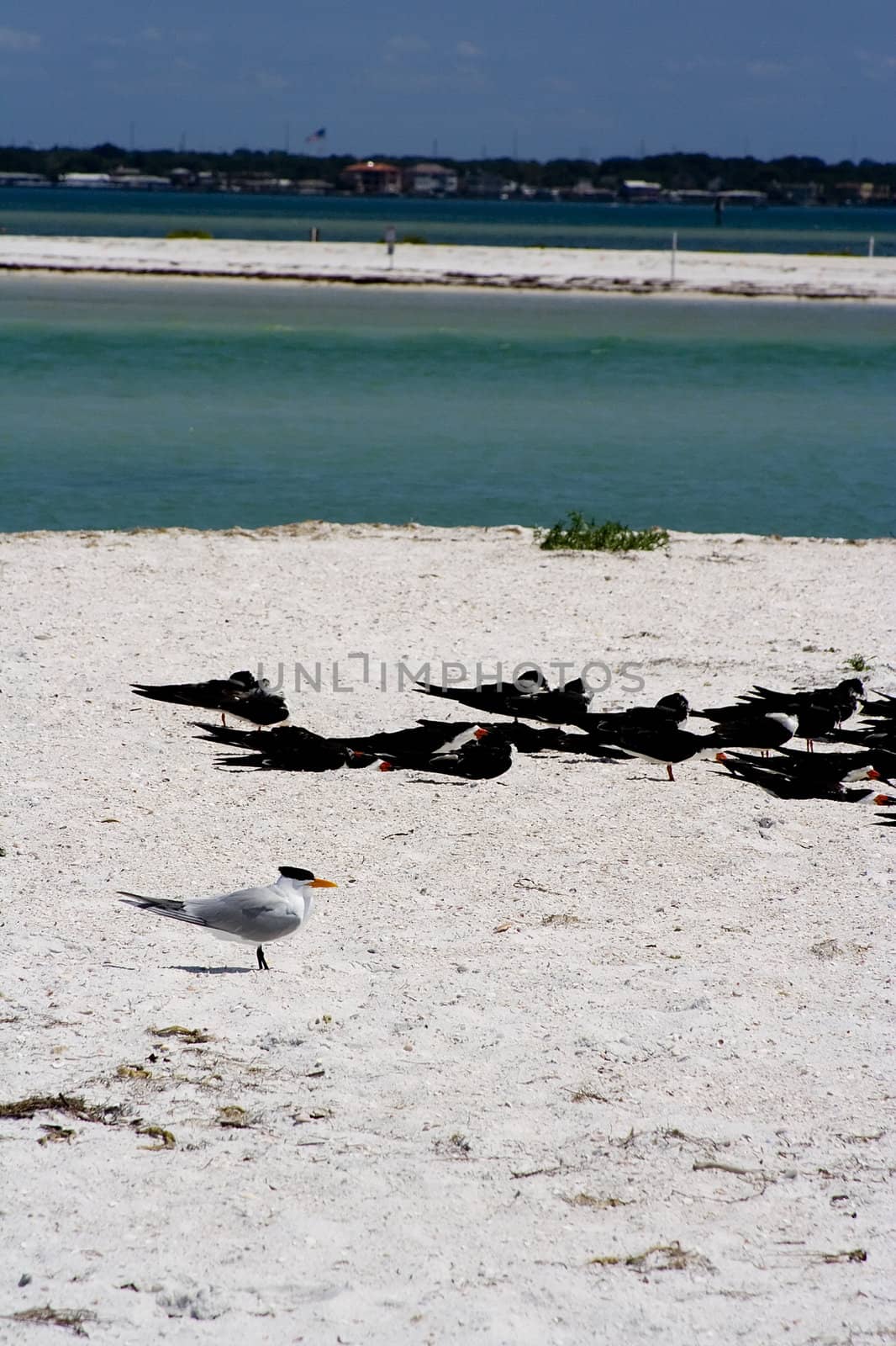 group of black skimmers sunning themselves on a sandy beach