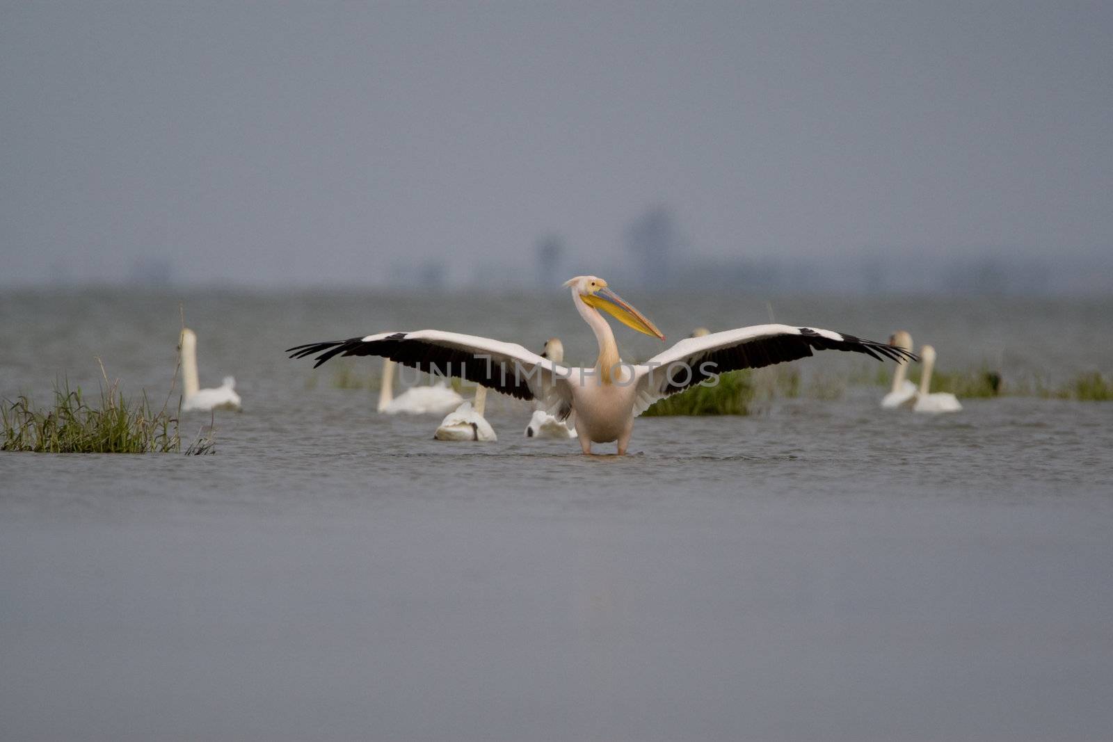 Pelicans by MihaiDancaescu