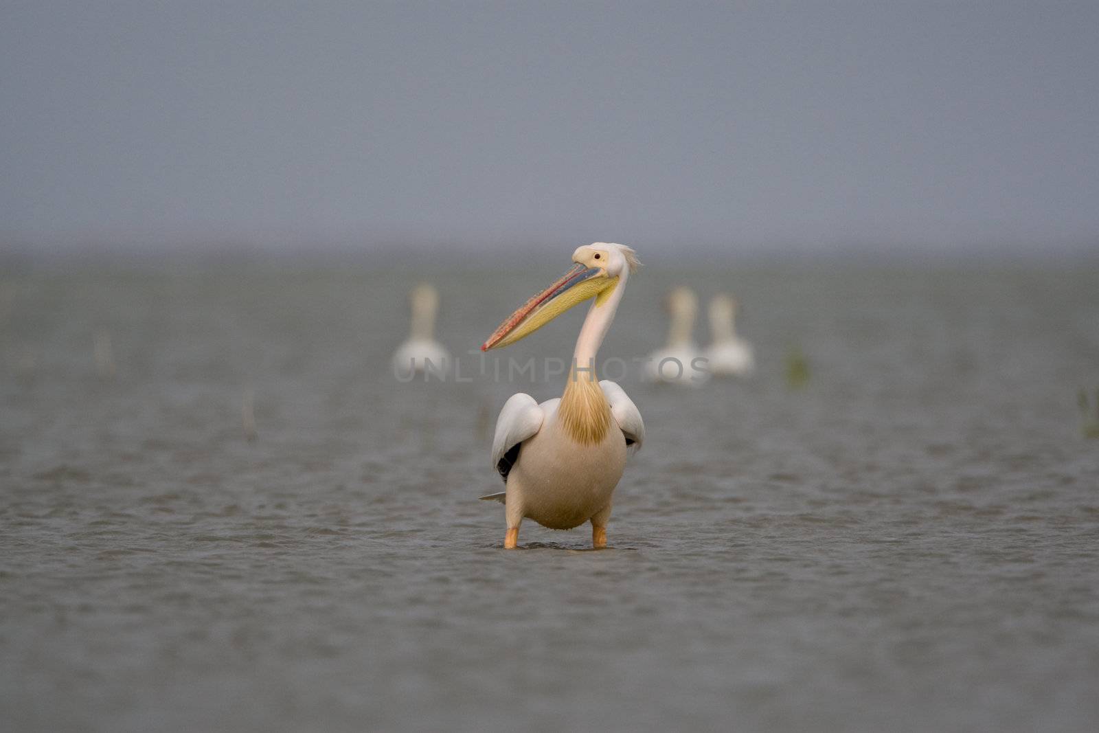 Pelicans by MihaiDancaescu