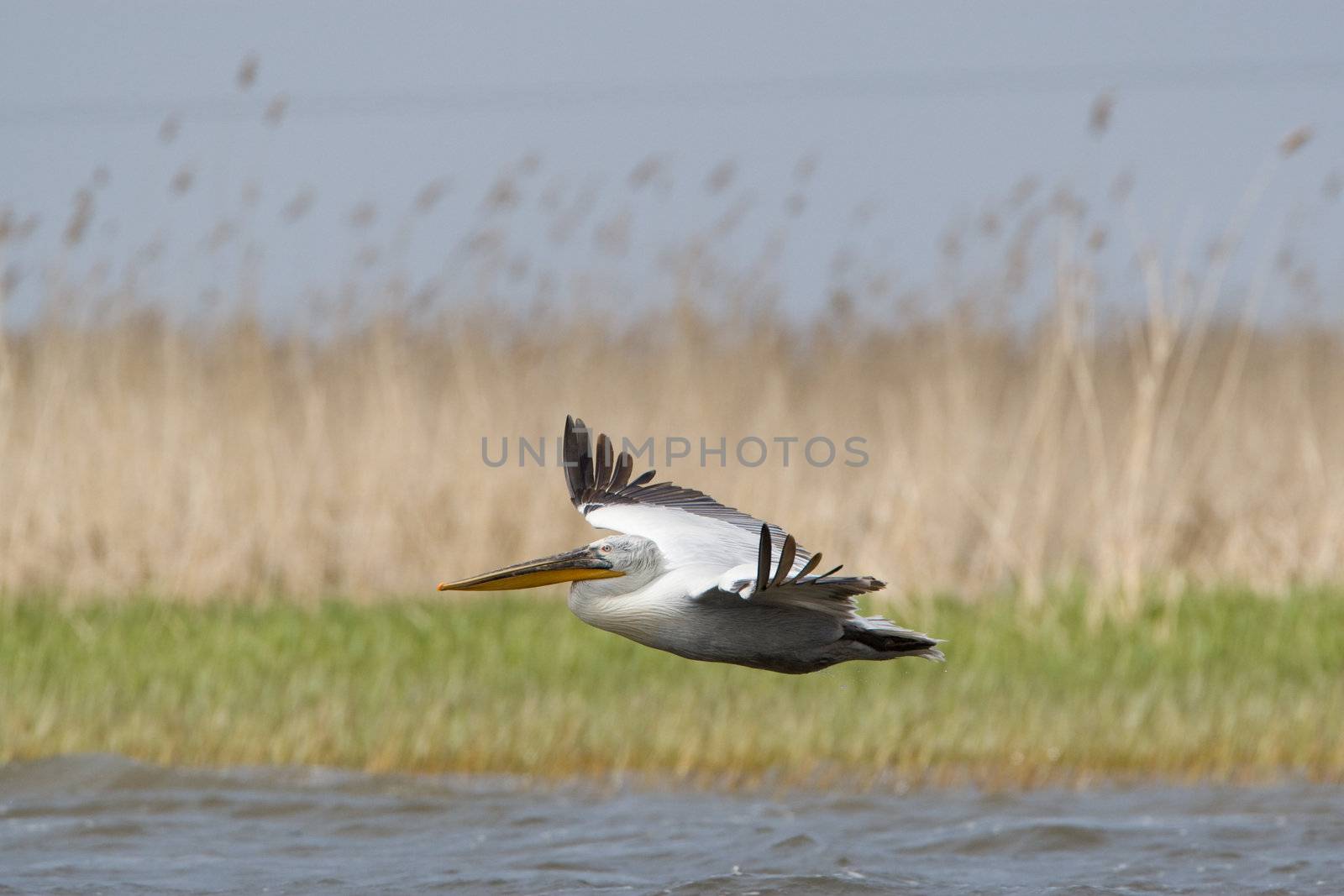 Great White Pelicans (Pelecanus onocrotalus) In The Danube Delta Wildlife Reserve