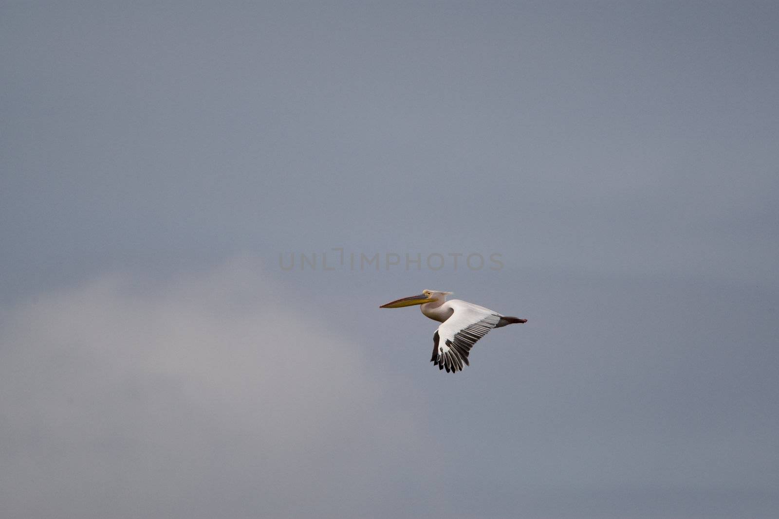 Great White Pelicans (Pelecanus onocrotalus) In The Danube Delta Wildlife Reserve