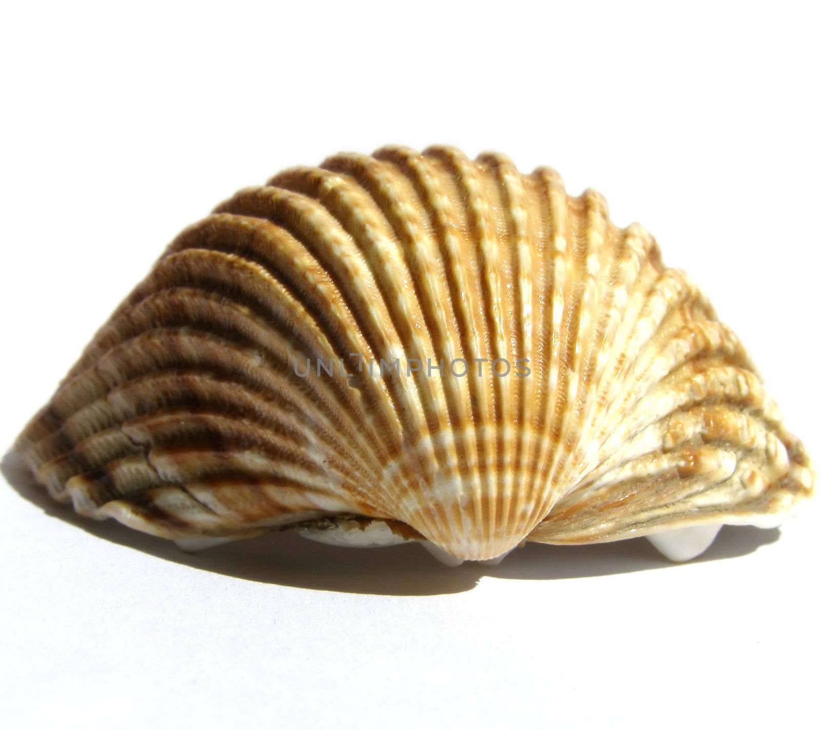 Isolated sea shell over white background