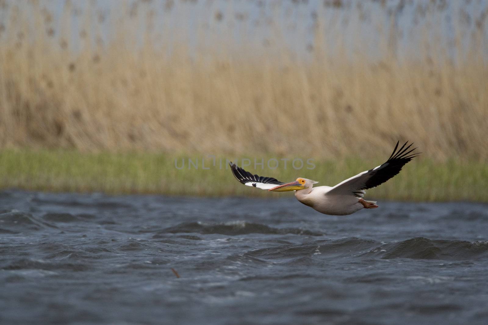 Great White Pelicans (Pelecanus onocrotalus) In The Danube Delta Wildlife Reserve