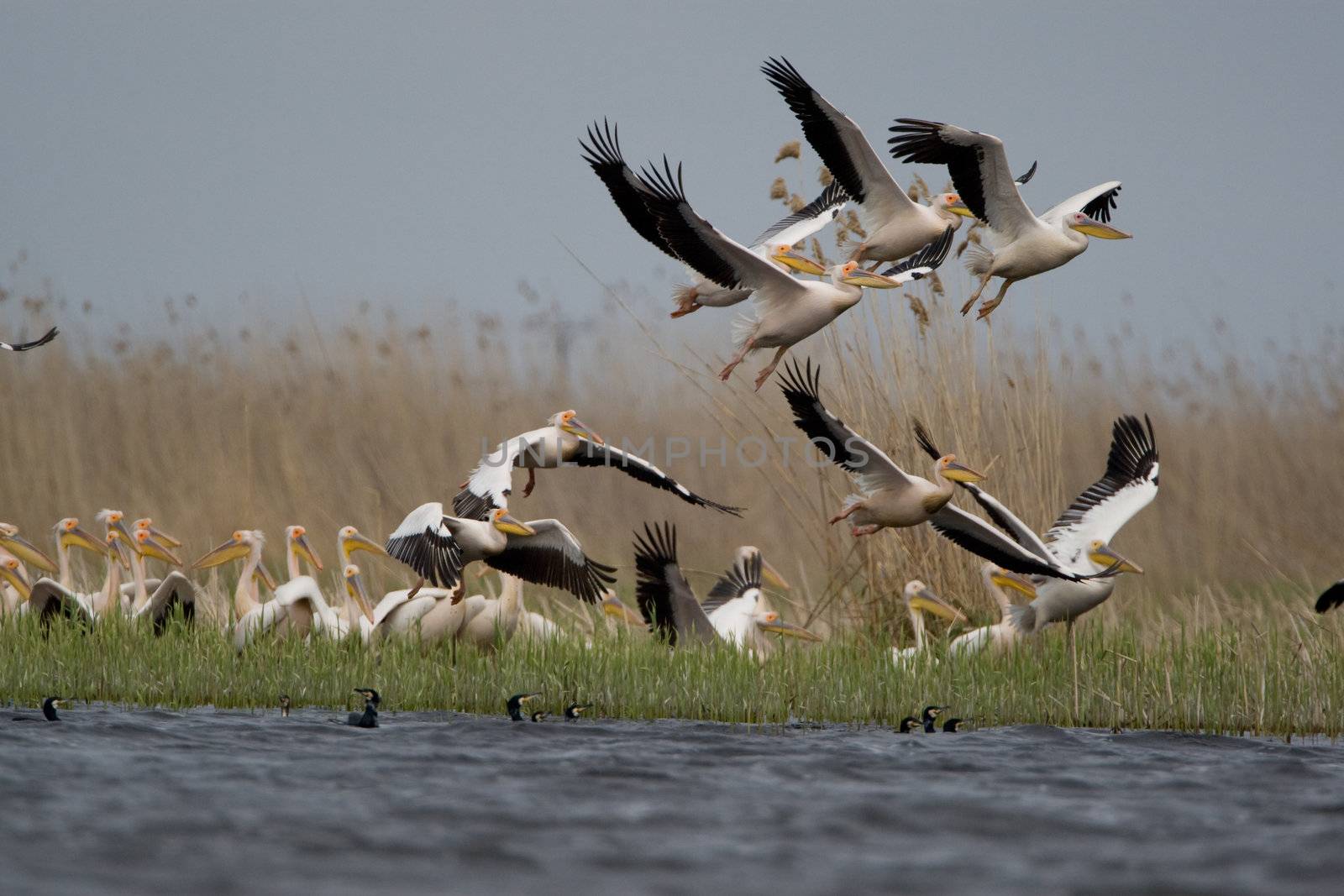 Pelicans by MihaiDancaescu