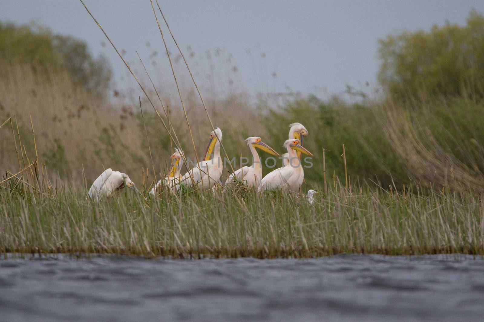 Great White Pelicans (Pelecanus onocrotalus) In The Danube Delta Wildlife Reserve