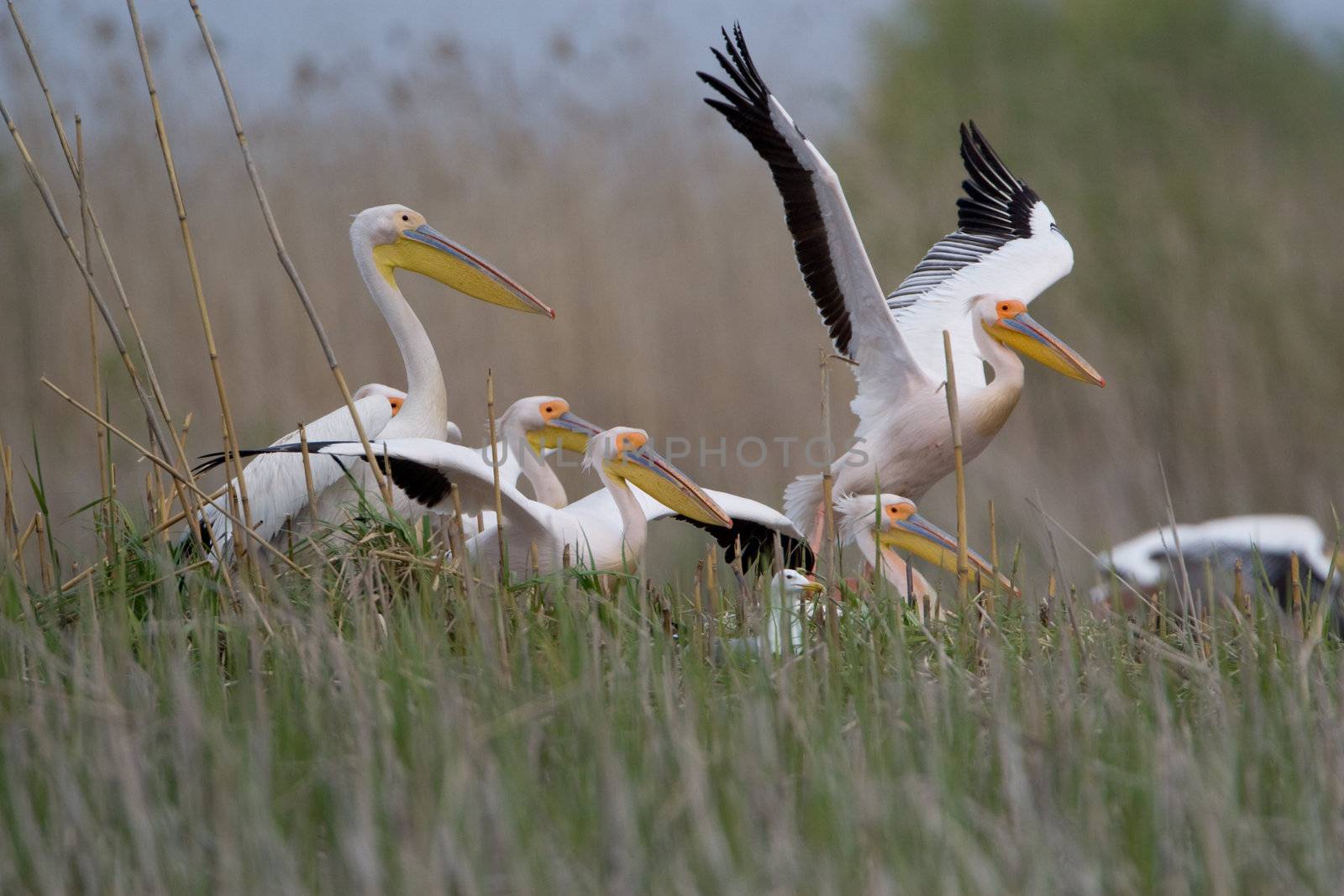 Great White Pelicans (Pelecanus onocrotalus) In The Danube Delta Wildlife Reserve