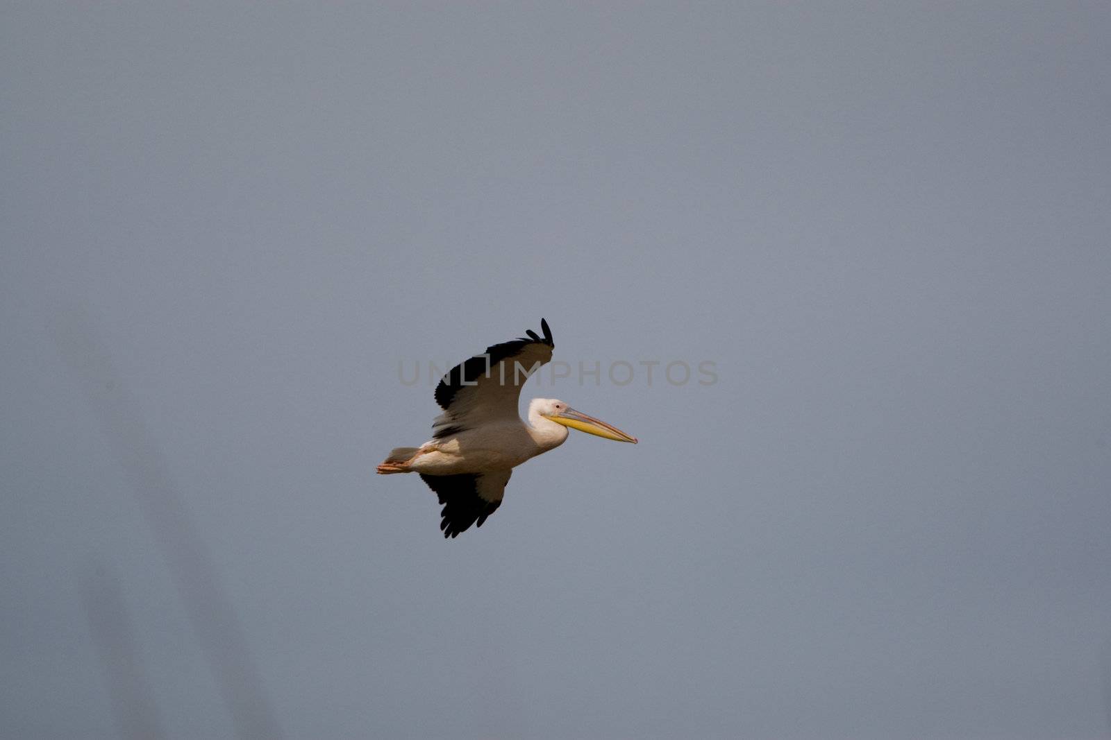 Great White Pelicans (Pelecanus onocrotalus) In The Danube Delta Wildlife Reserve