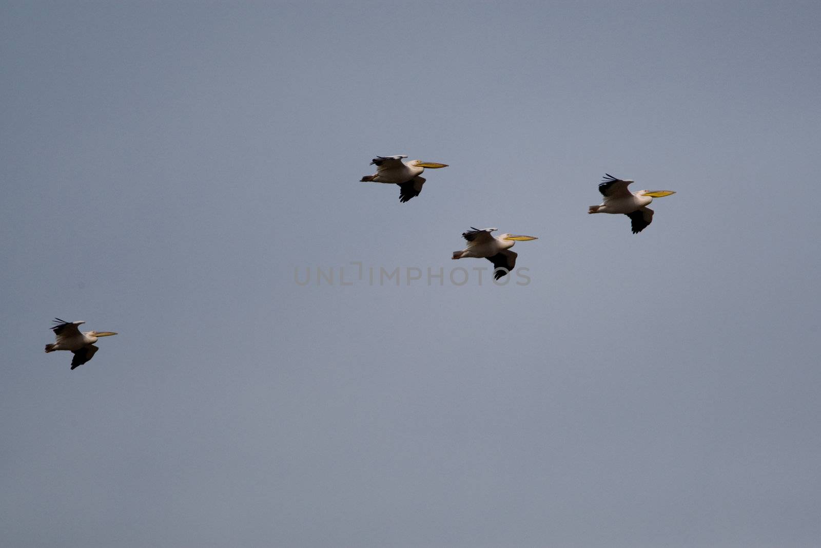 Great White Pelicans (Pelecanus onocrotalus) In The Danube Delta Wildlife Reserve