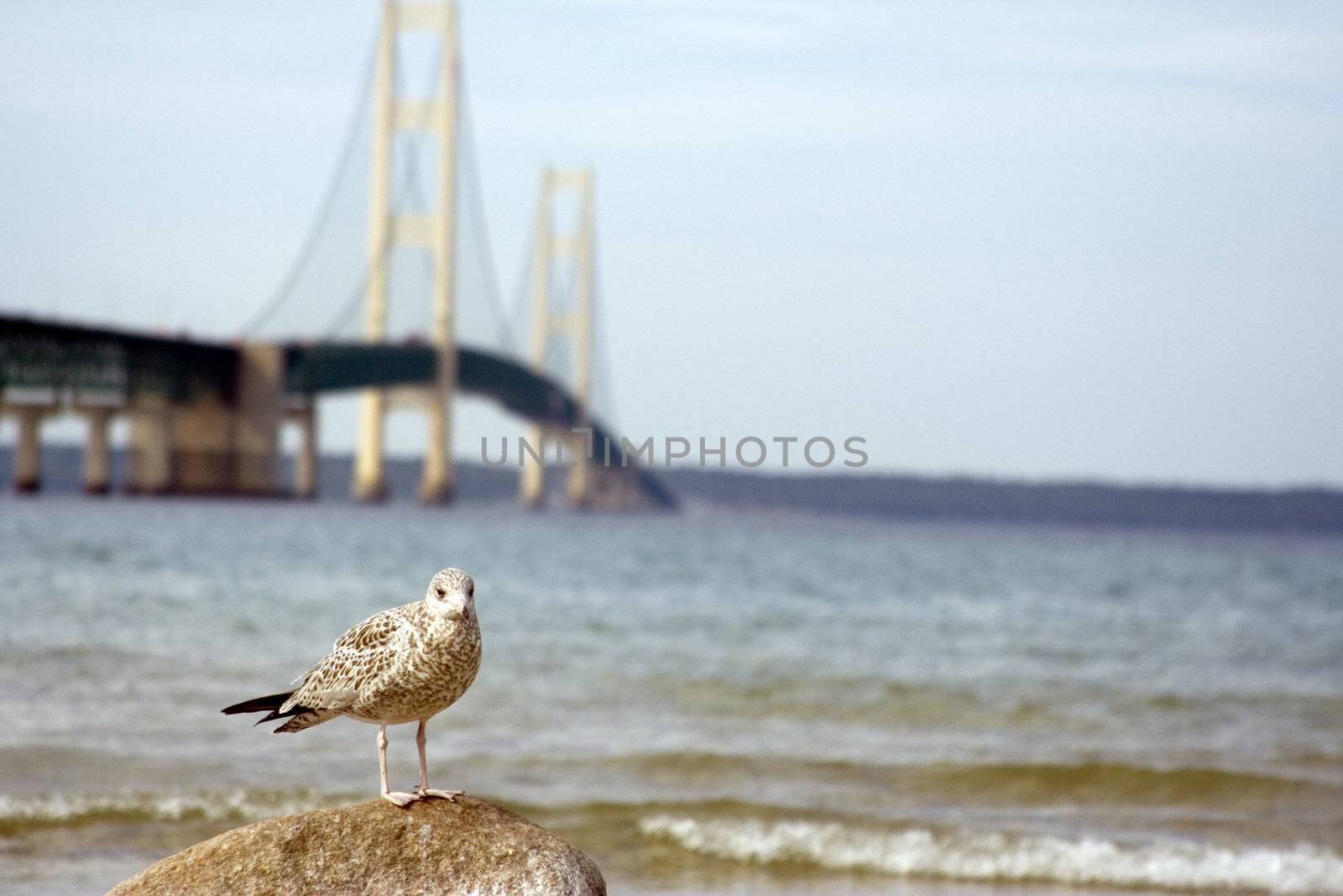 Seagull in front of the machinaw bridge in northern michigan focus on the bird