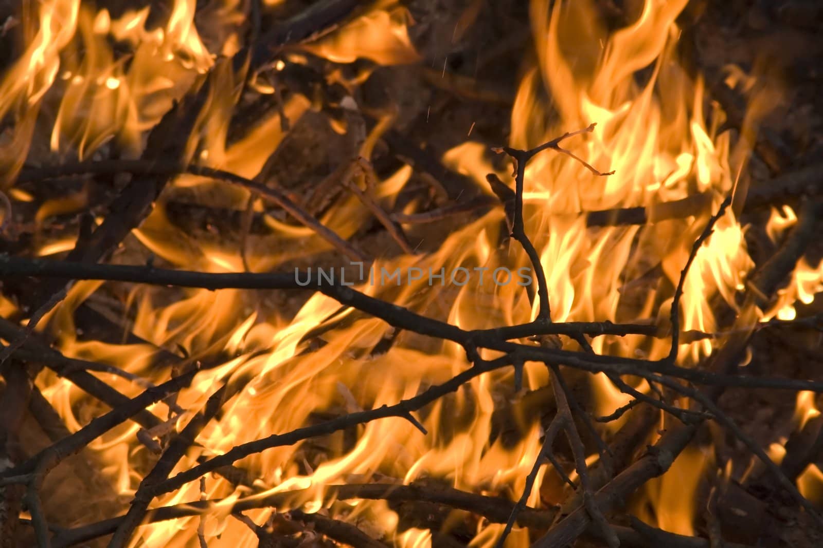 close up, macro shot of camp fire