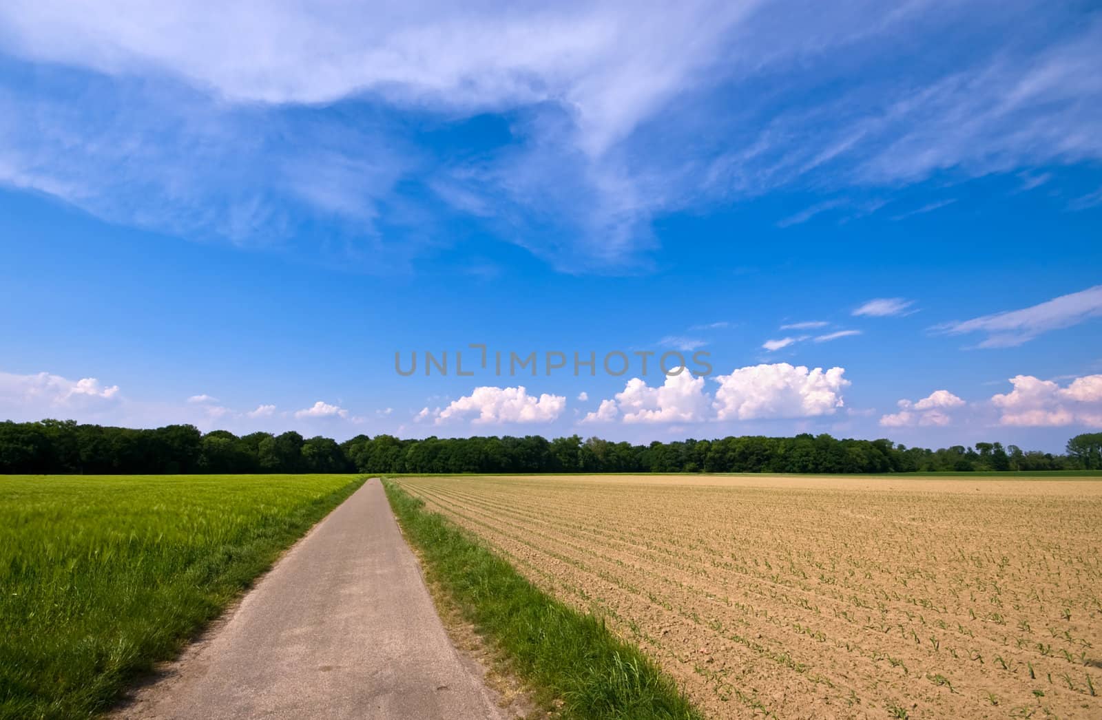 country road through a rural farmlandscape with nice cloudscape
