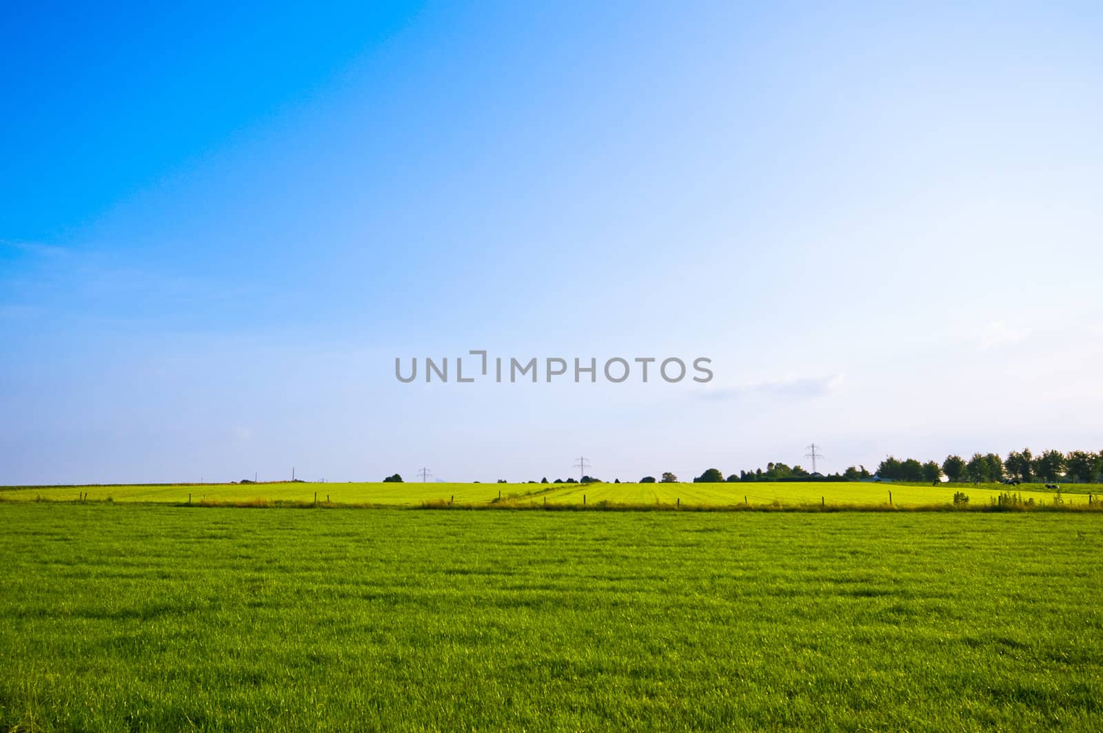bright green spring meadow with blue sky 
