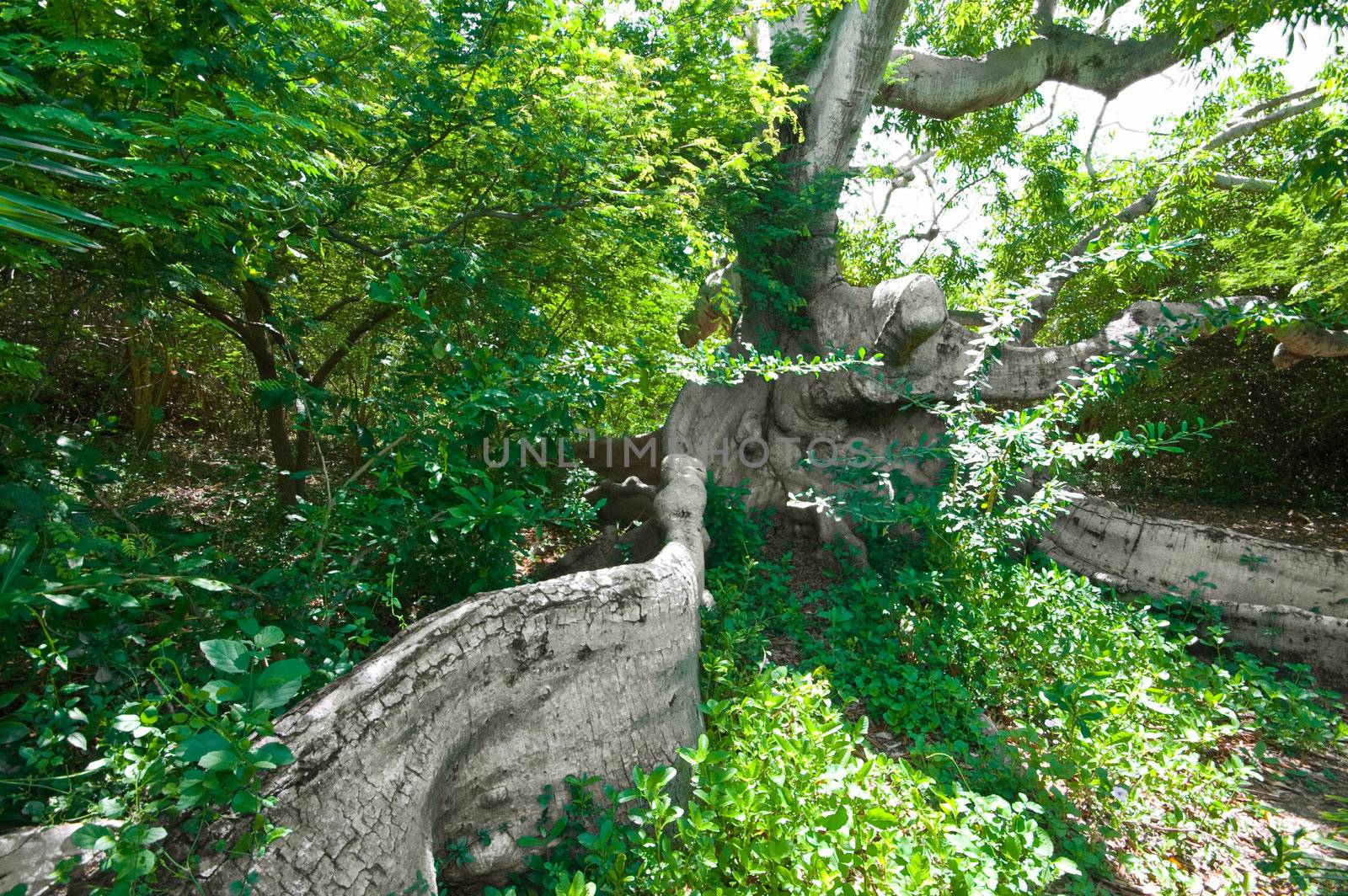 ancient kapok tree by karinclaus