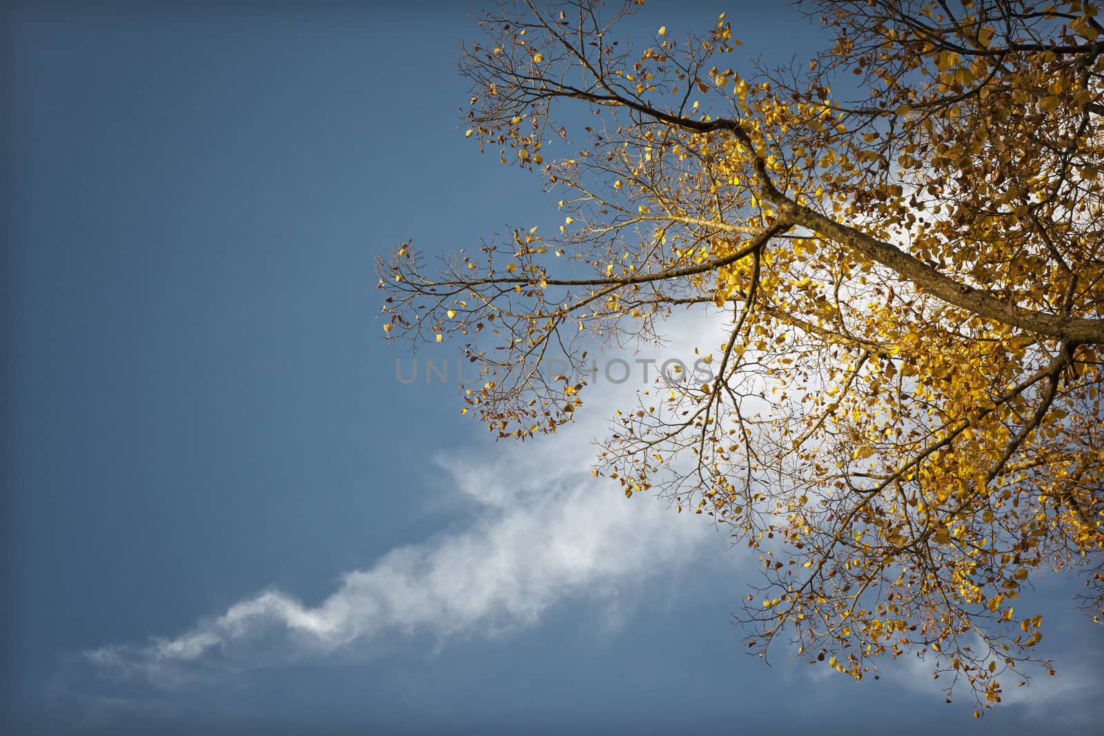 An image of a nice autumn leaf background