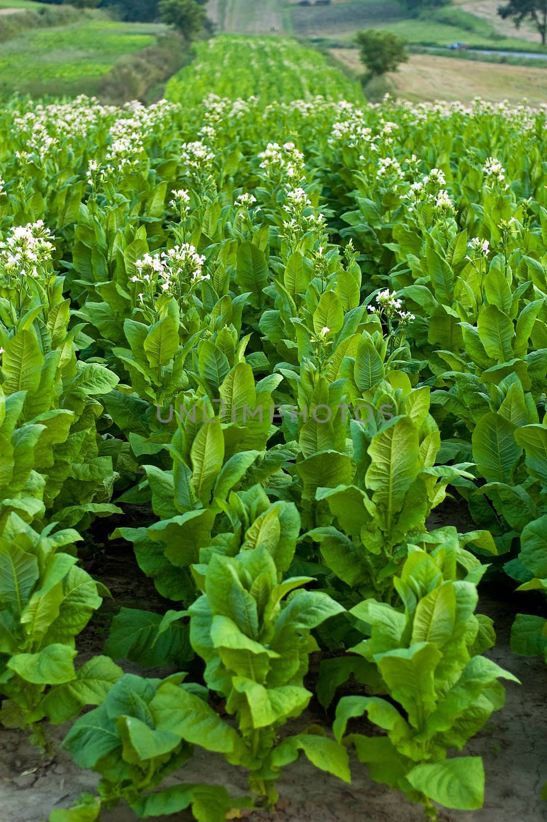 Lines of green tobacco plants on a field