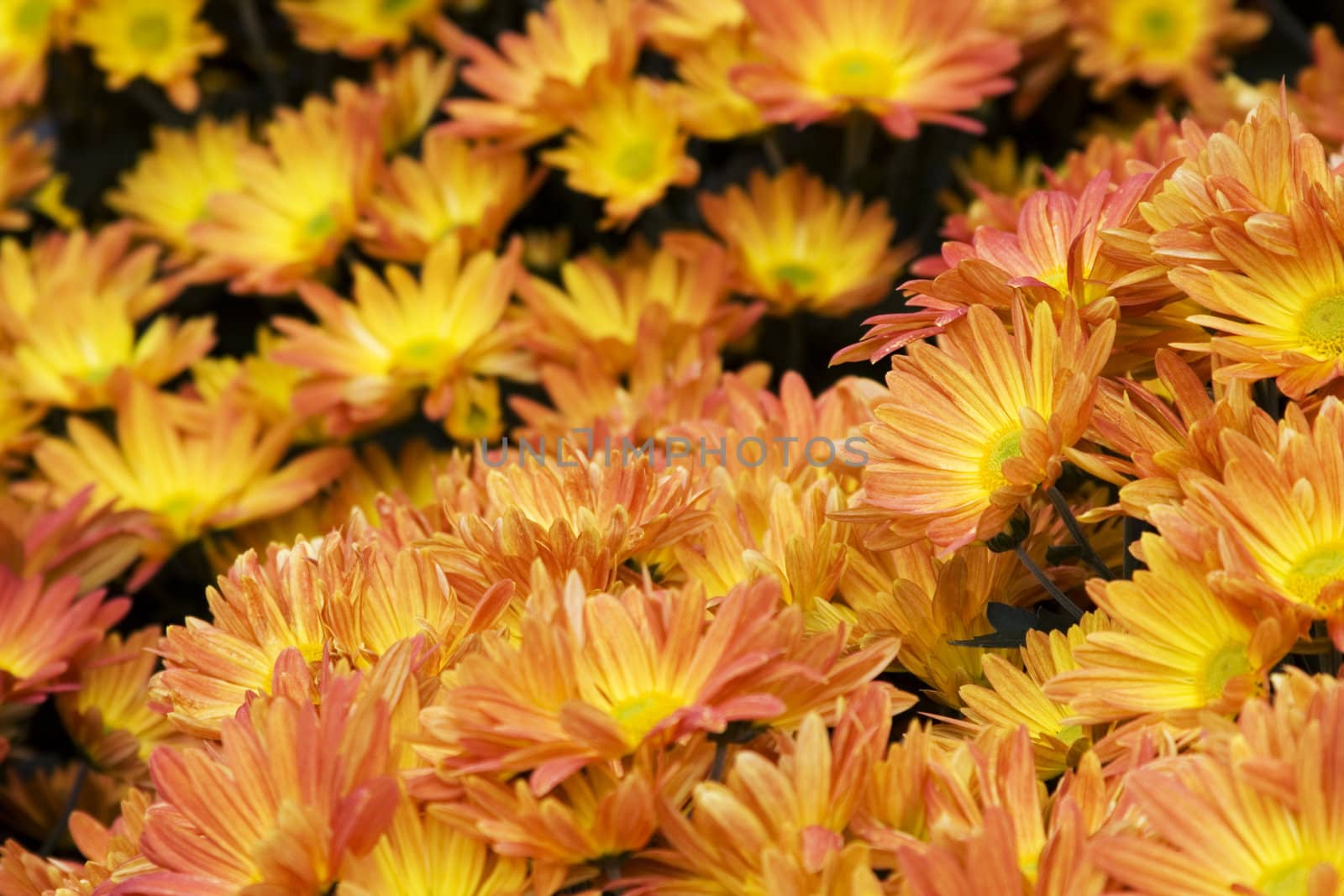 close up of orange and yellow daisies fills the frame front flowers in focus