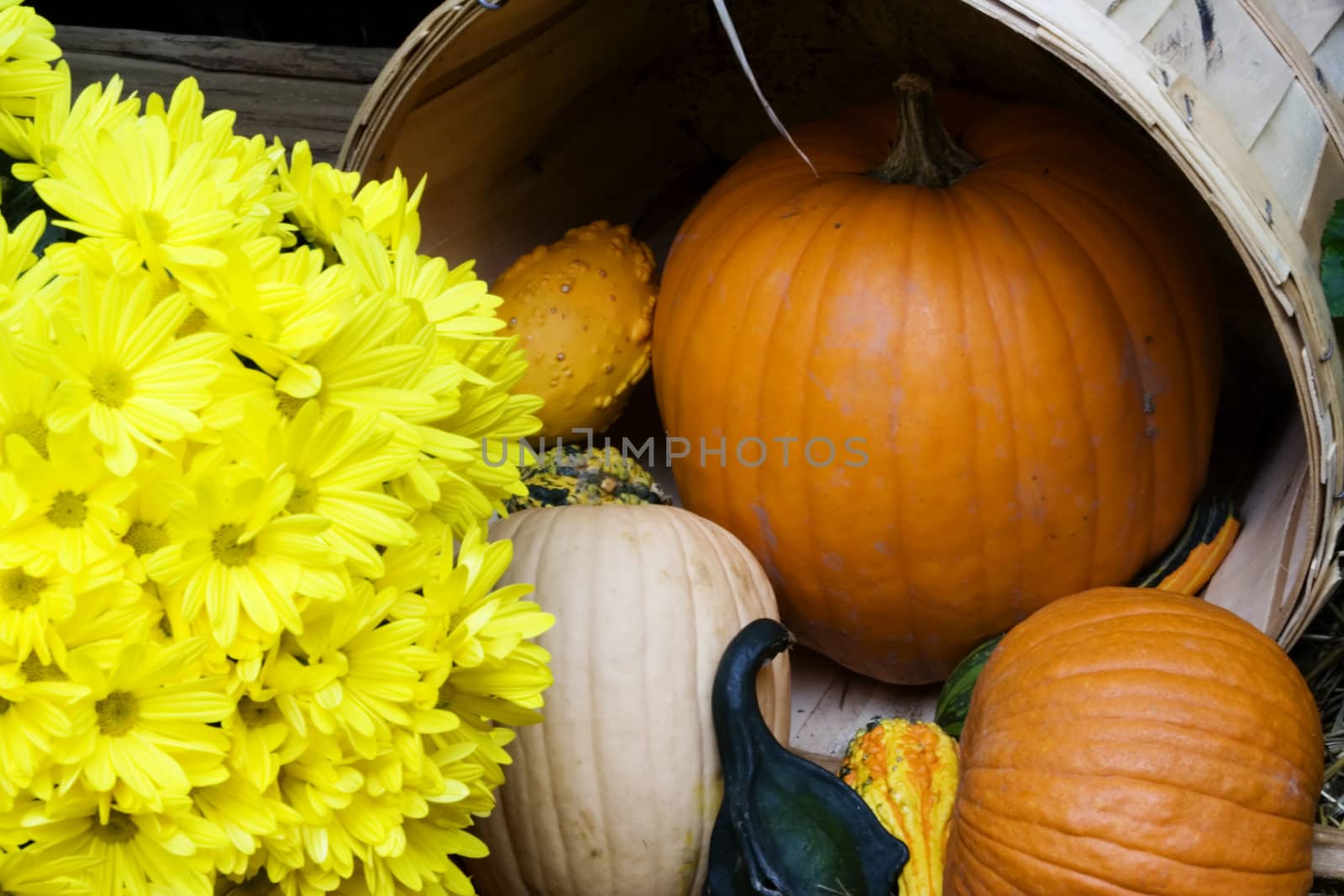 pumpkin and gourds with flowers nice fall arrangement