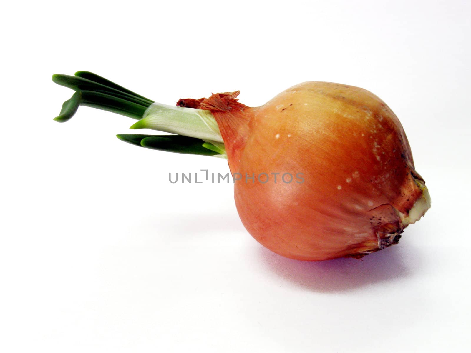 single onion at the white background