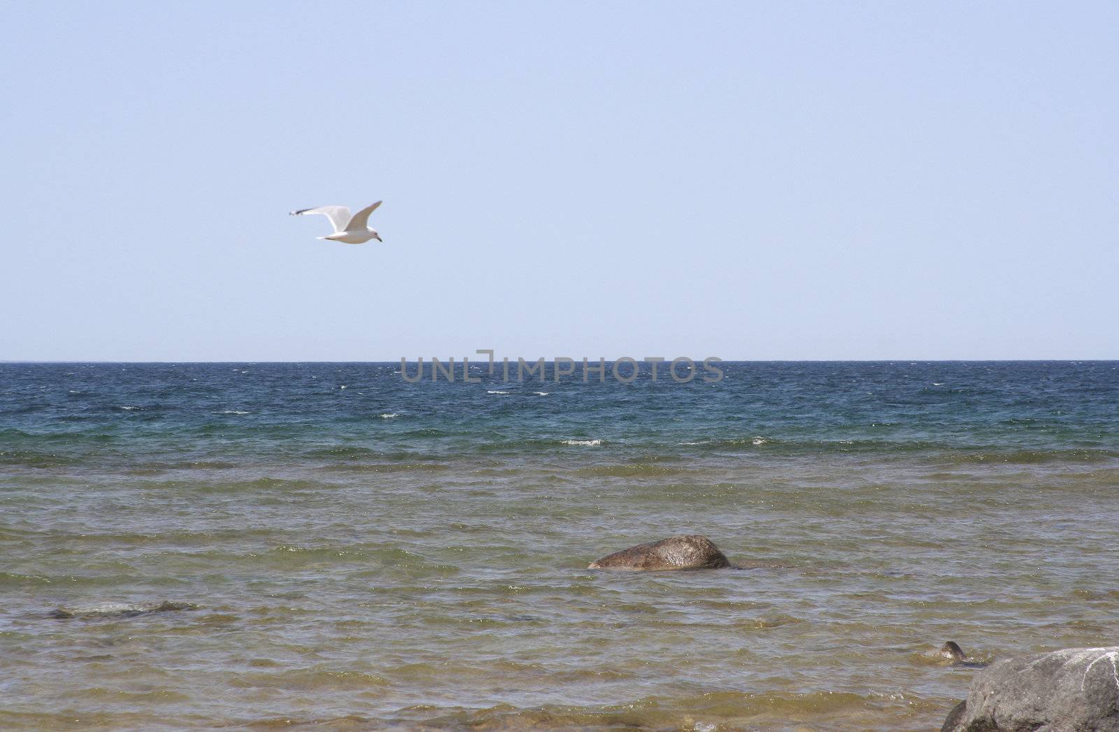 Seagull flying over lake Michigan in Petoskey a city in northern Michigan