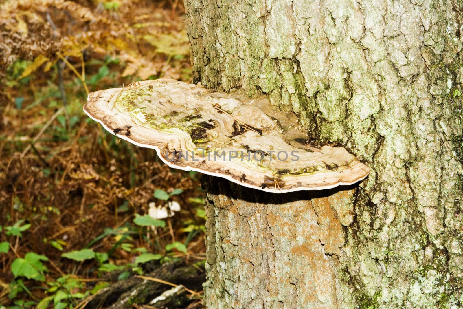 oak tree with large fungus growing out of the side of the tree