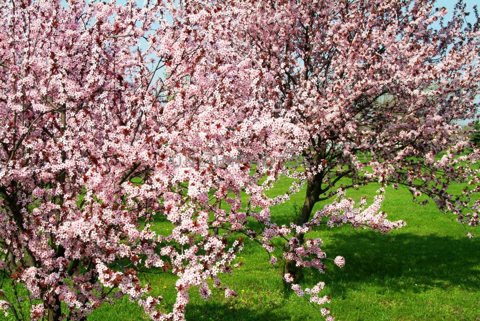 trees with pink blossoms