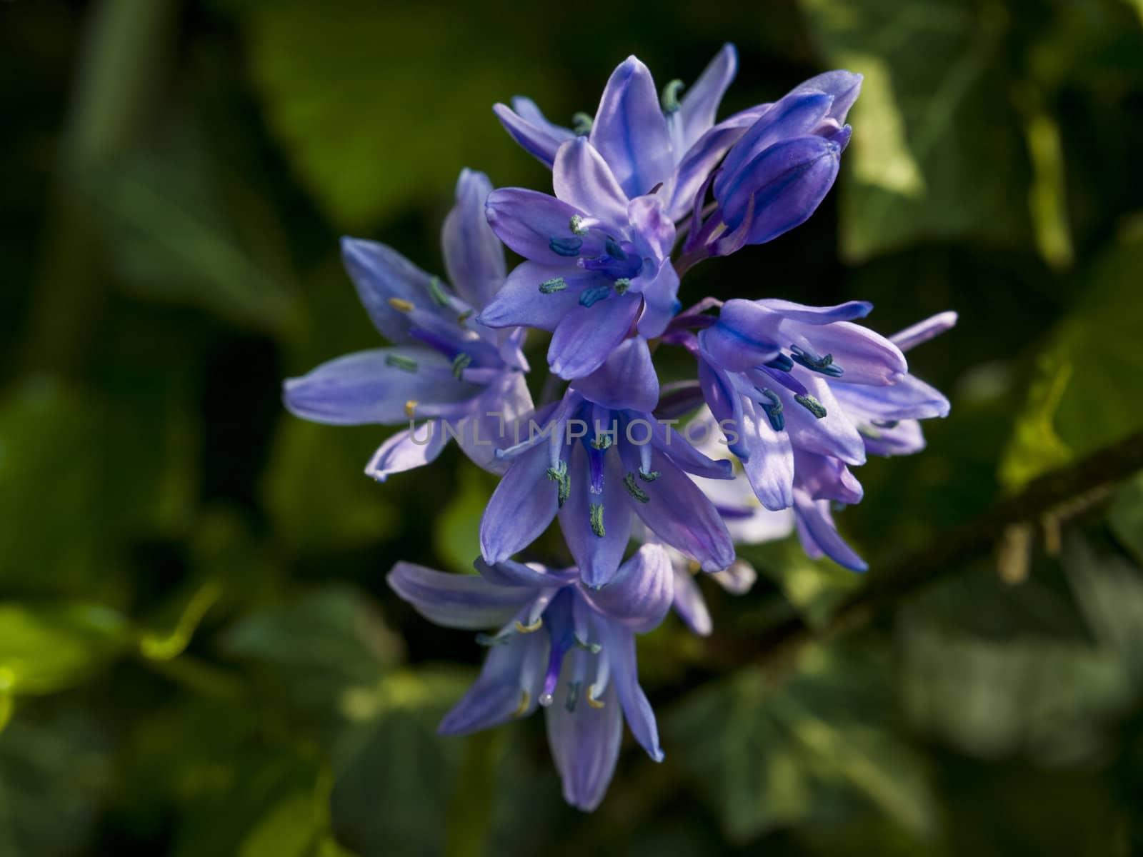 A bright sunny day and a beautiful bluebell fully open