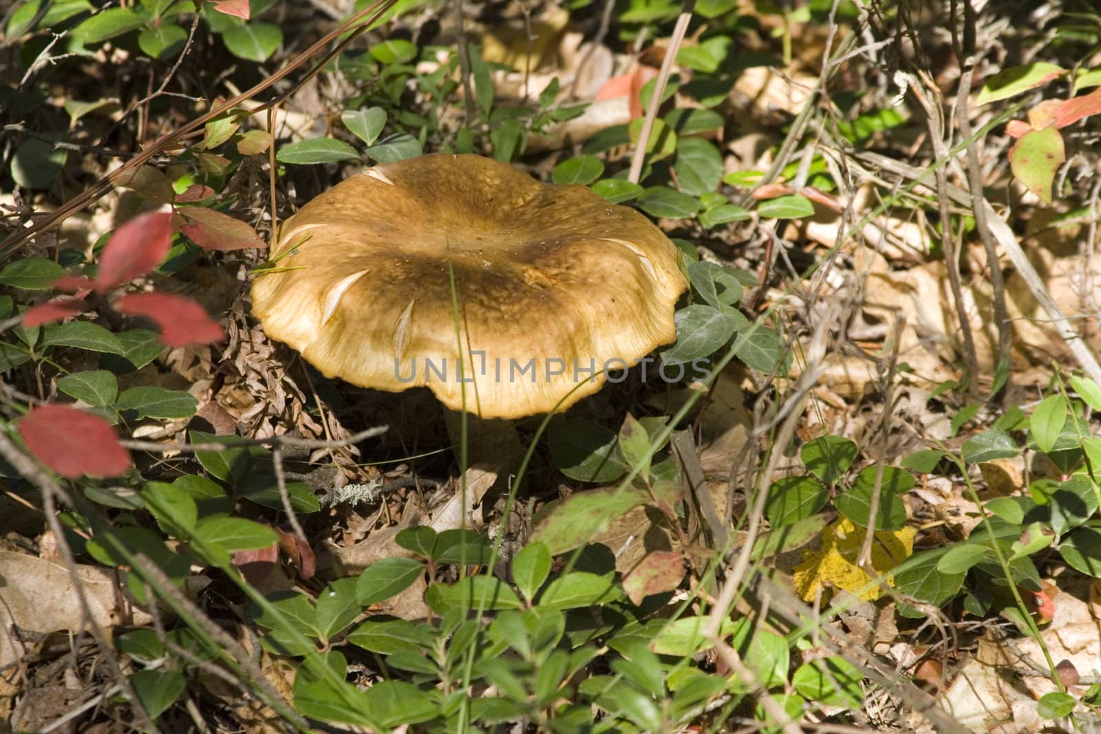 Macro shot of a wild mushroom in Michigan