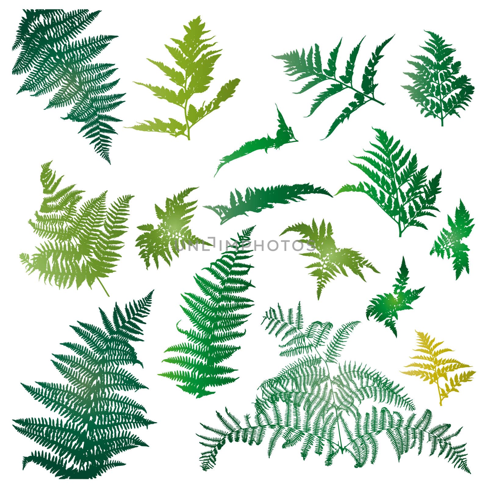 Fern leaves illustrated in a set of design elements.