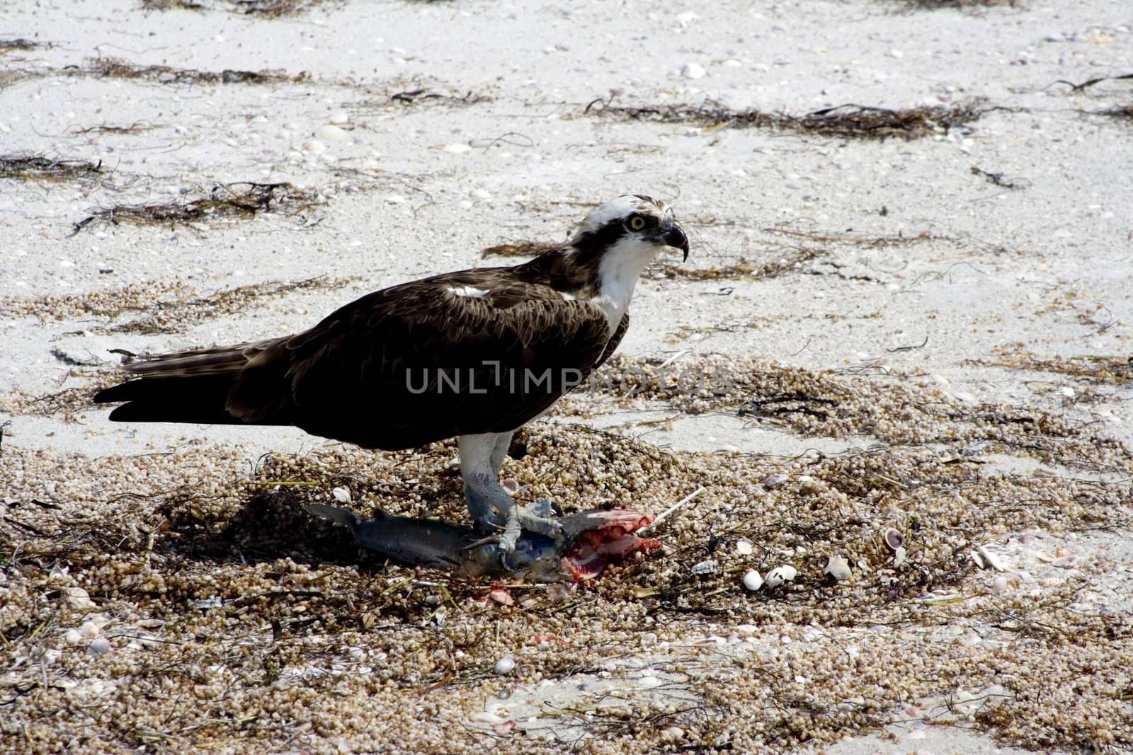 osprey enjoying his lunch after just catching a fish