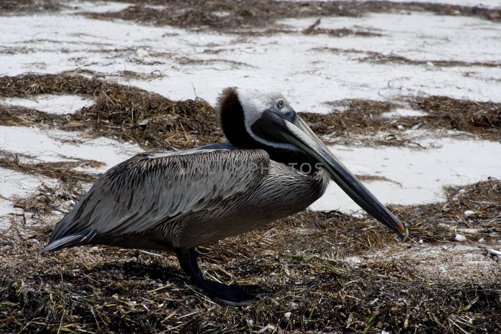 pelican by snokid