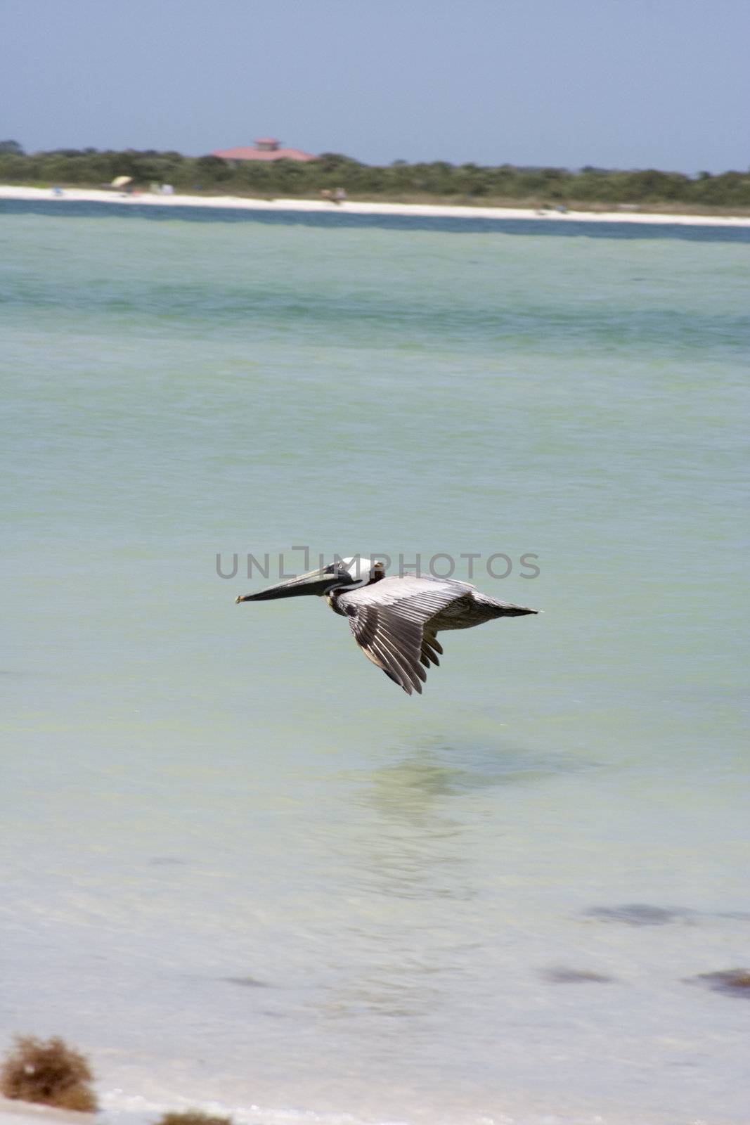 Large pelican on the coast in Florida