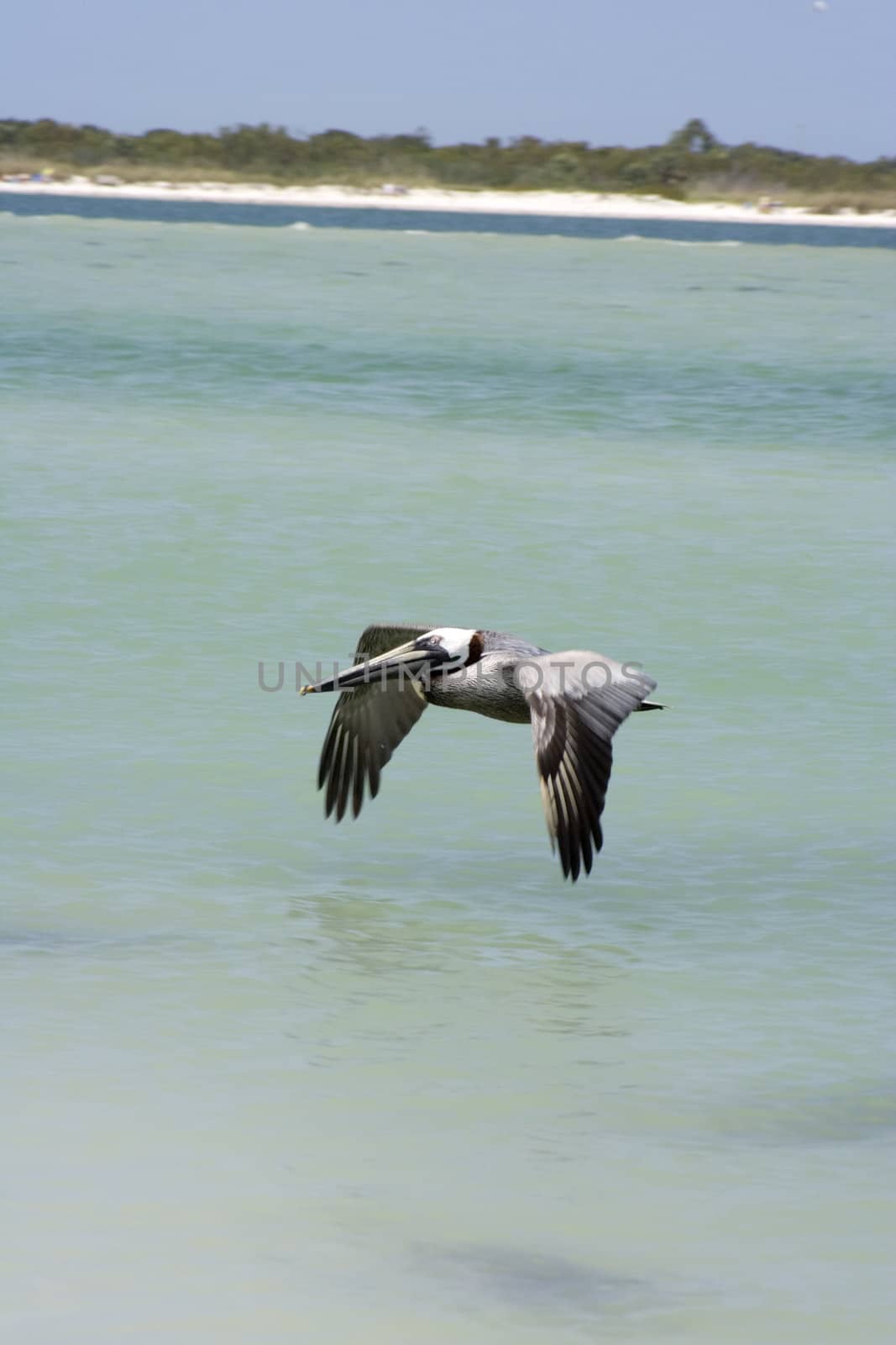 Large pelican on the coast in Florida