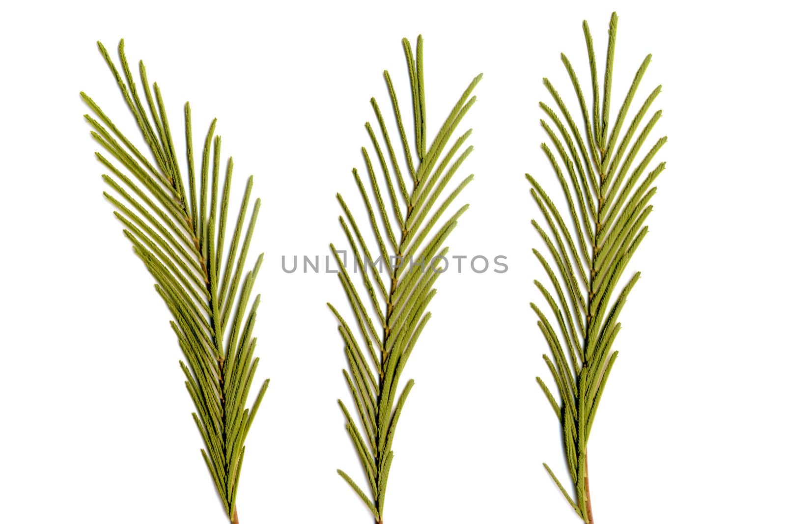 Green Australian tree isolated on white background.