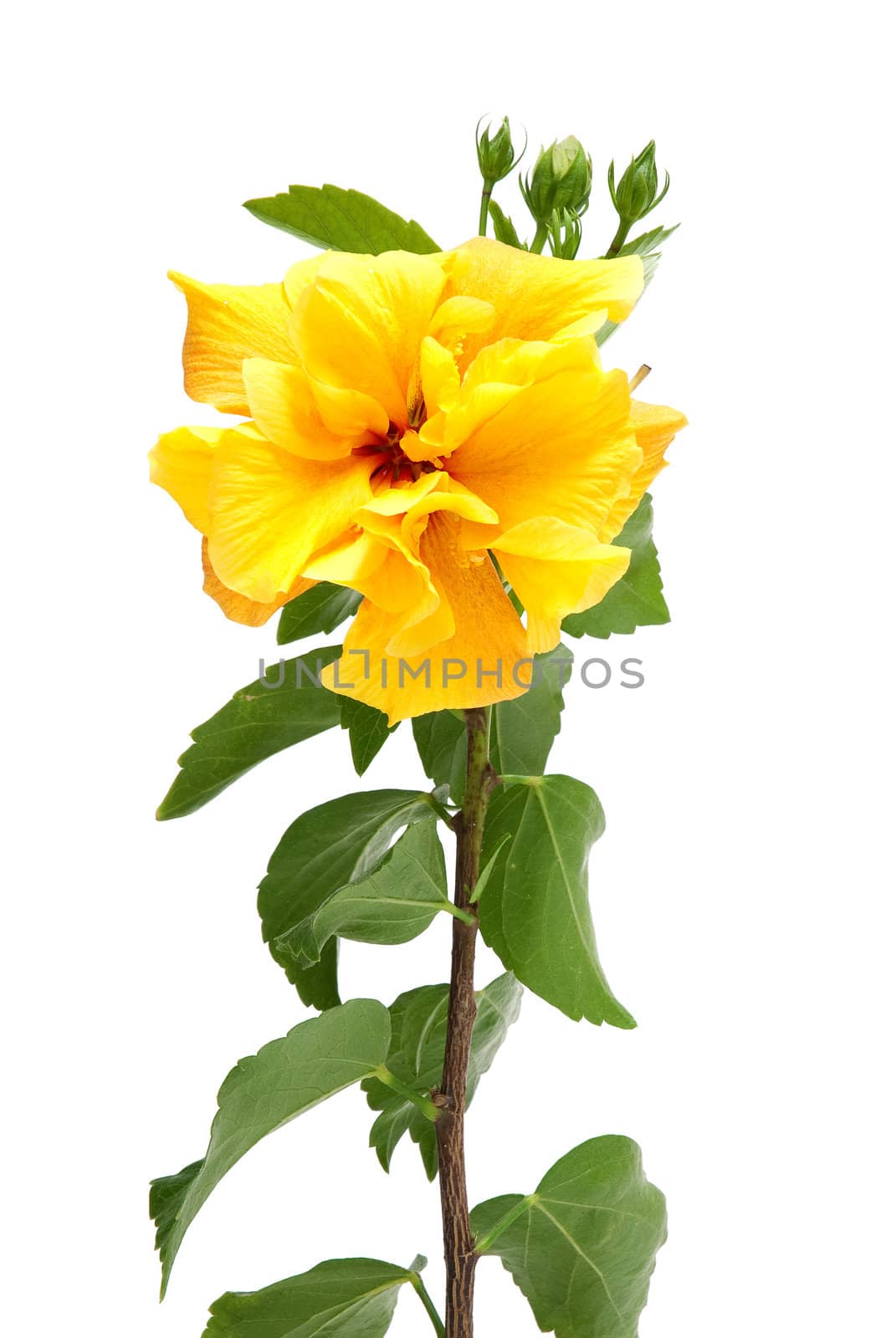 Beautiful yellow hibiscus flower isolated on white background.