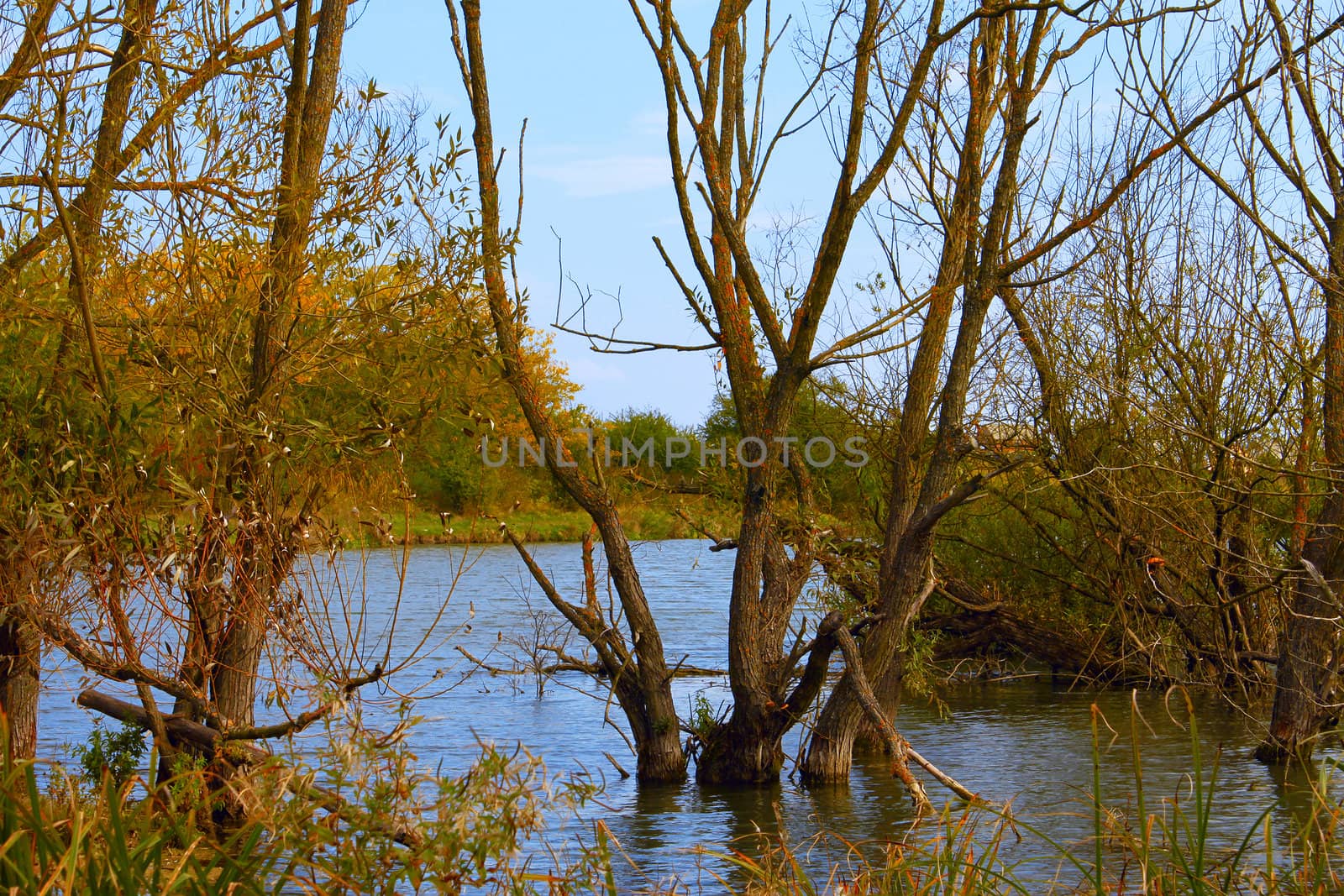 Dry willow trees in a pond in autumn season