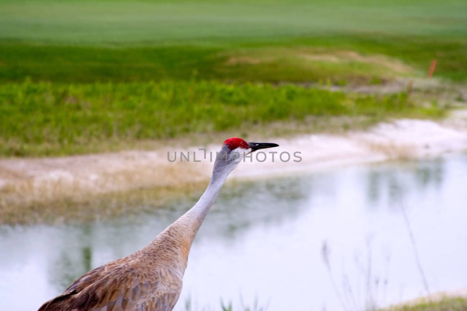 close up of a sandhill crane ( grus canadensis) shot in Florida