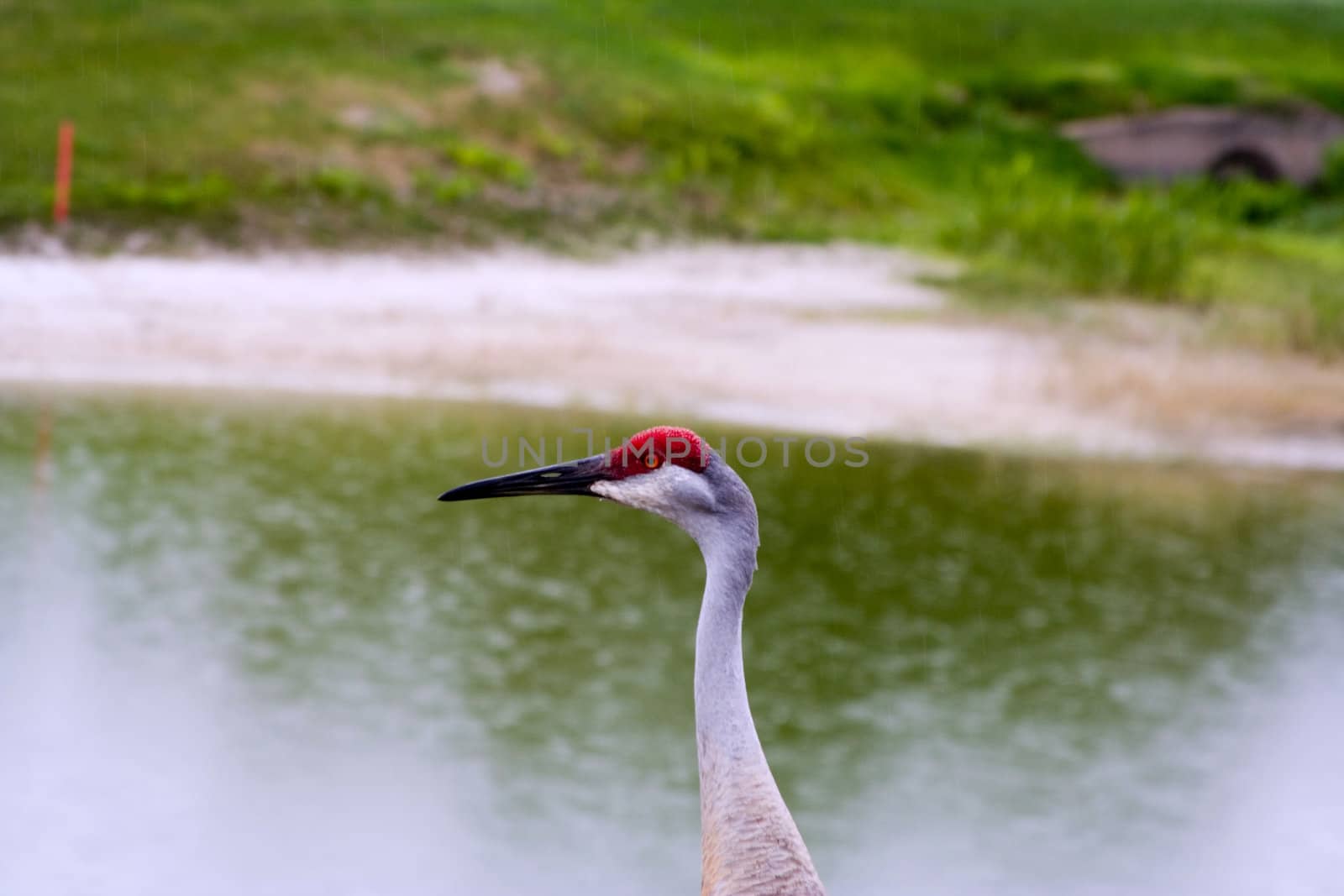 close up of a sandhill crane ( grus canadensis) shot in Florida