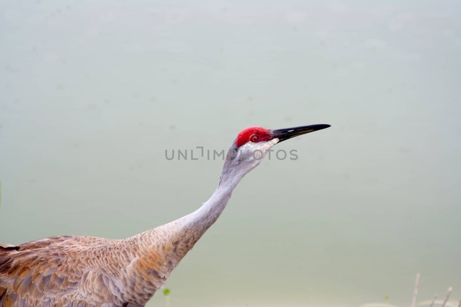 sandhill crane by snokid