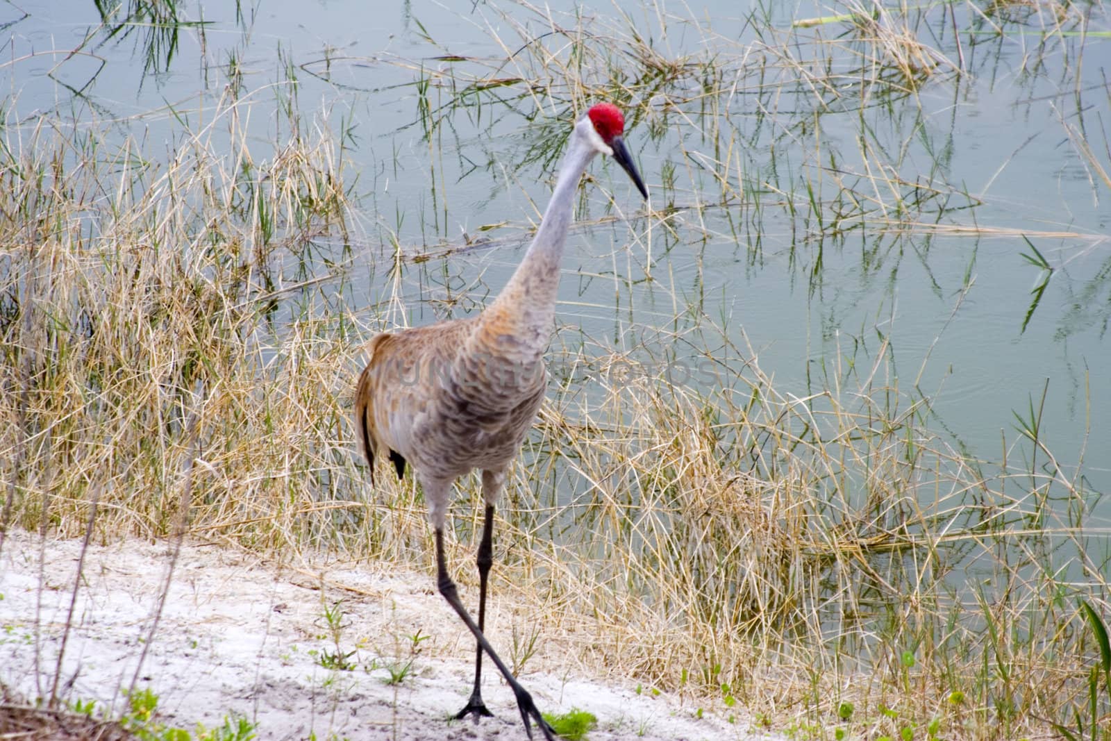 close up of a sandhill crane ( grus canadensis) shot in Florida