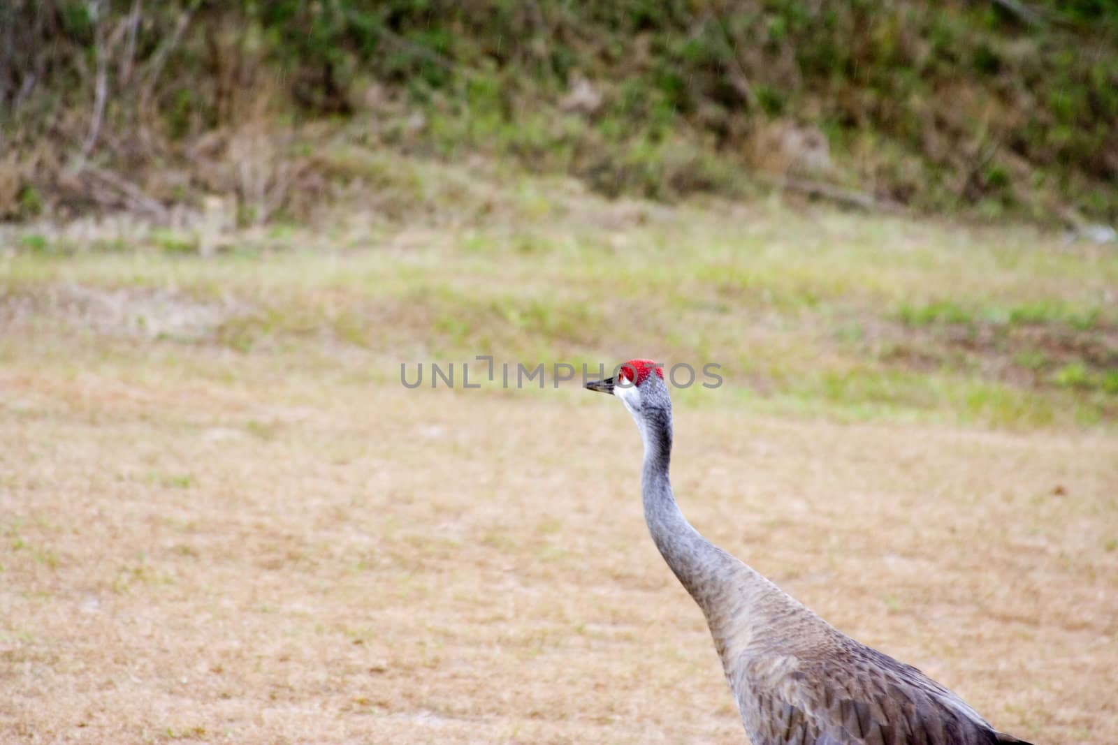 close up of a sandhill crane ( grus canadensis) shot in Florida