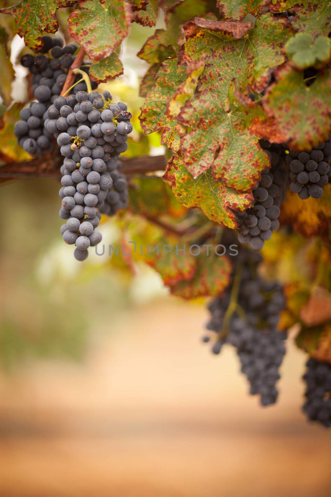 Lush, Ripe Wine Grapes on the Vine Ready for Harvest.