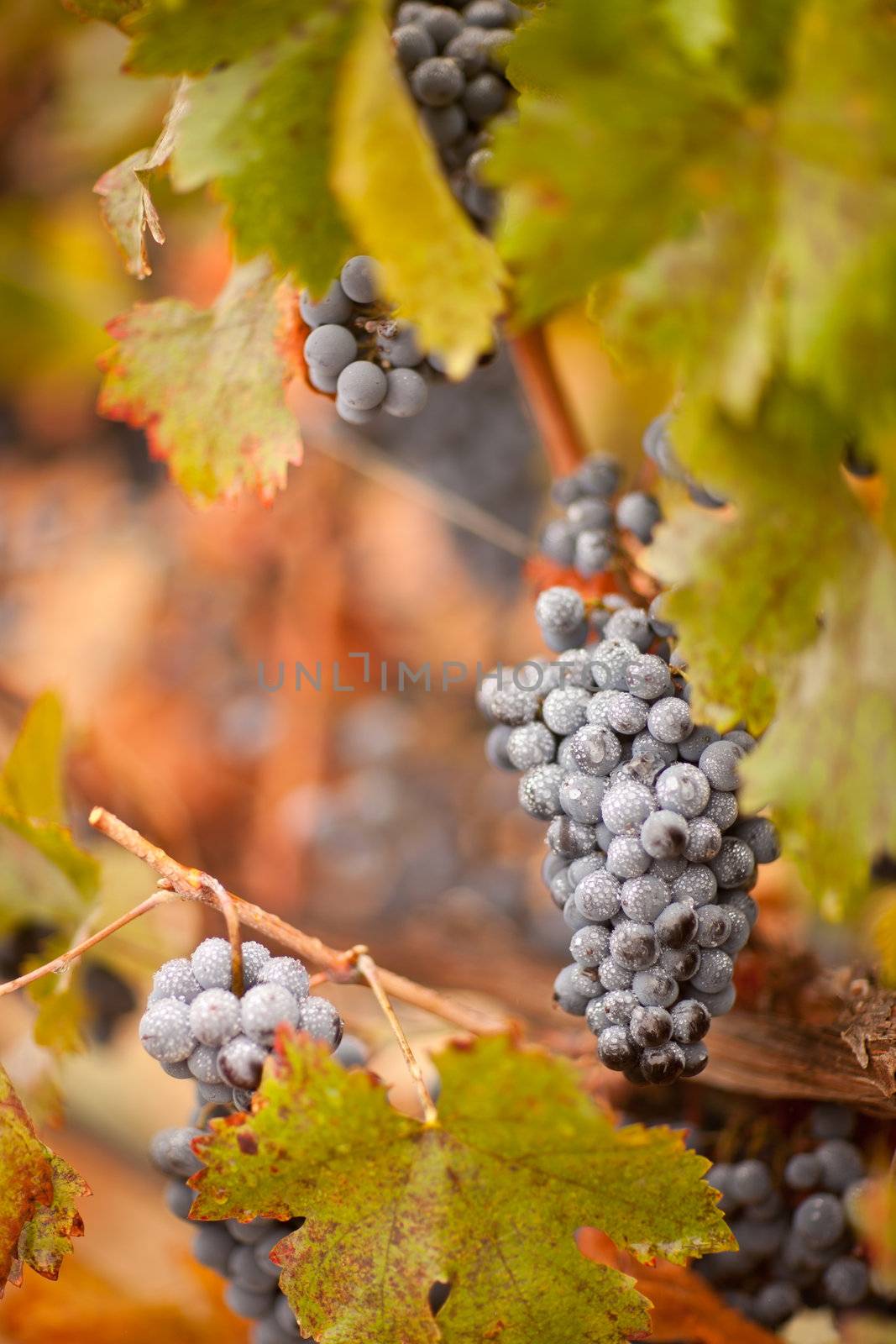 Lush, Ripe Wine Grapes with Mist Drops on the Vine Ready for Harvest.