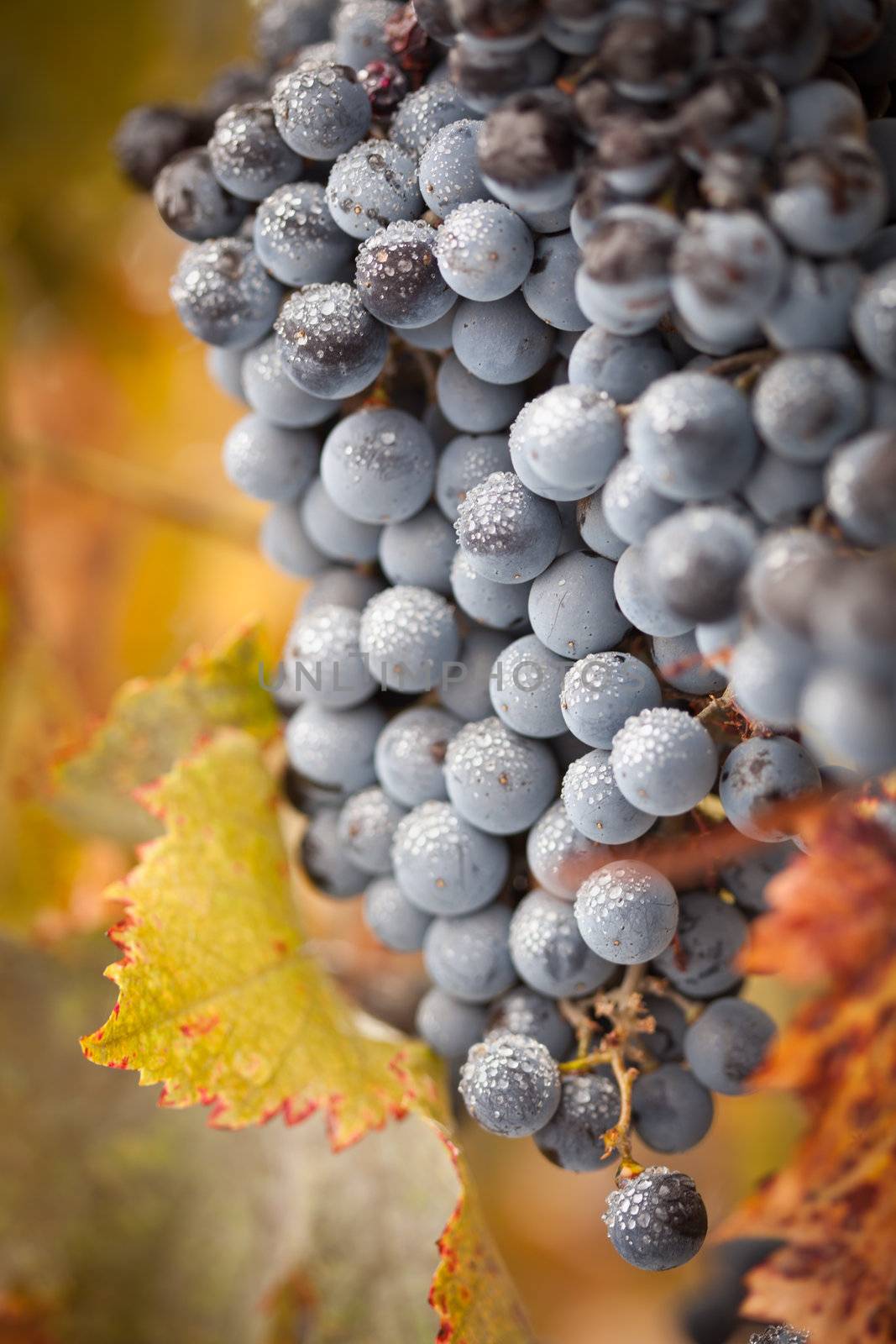 Lush, Ripe Wine Grapes with Mist Drops on the Vine Ready for Harvest.