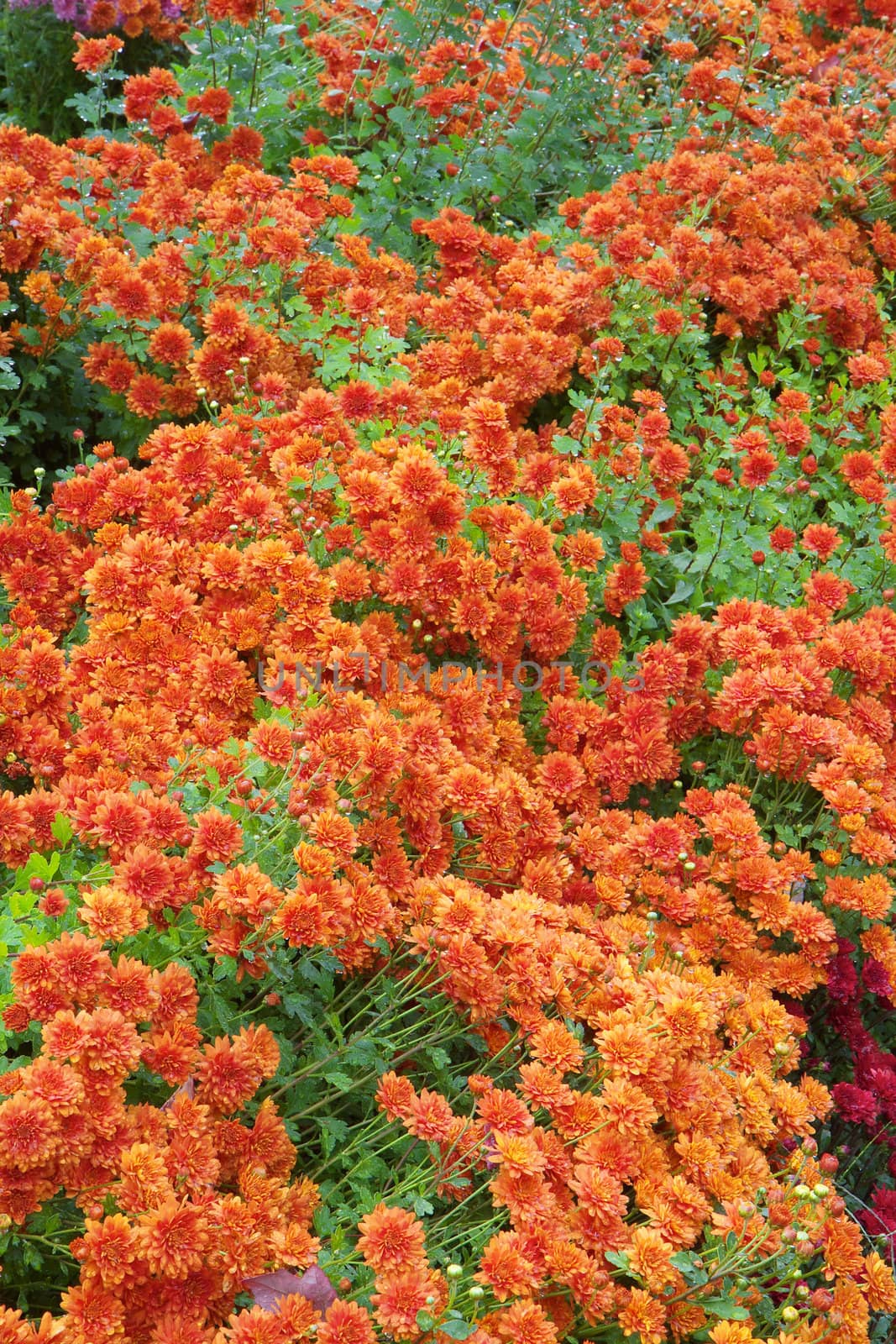 Long strip of Orange Chrysanthemums with green leaves