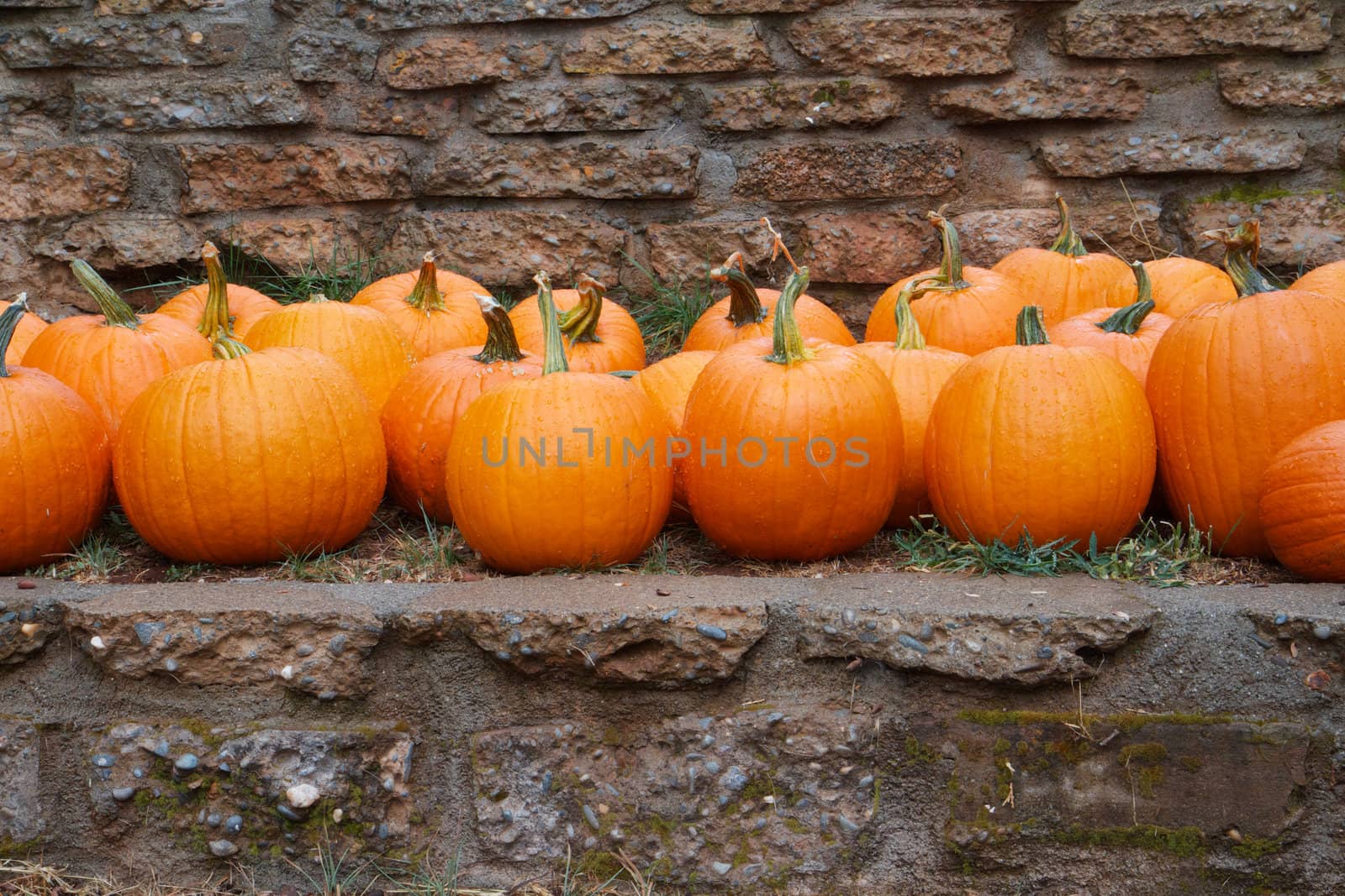 Several rows of orange pumkins on a ledge with stone wall background