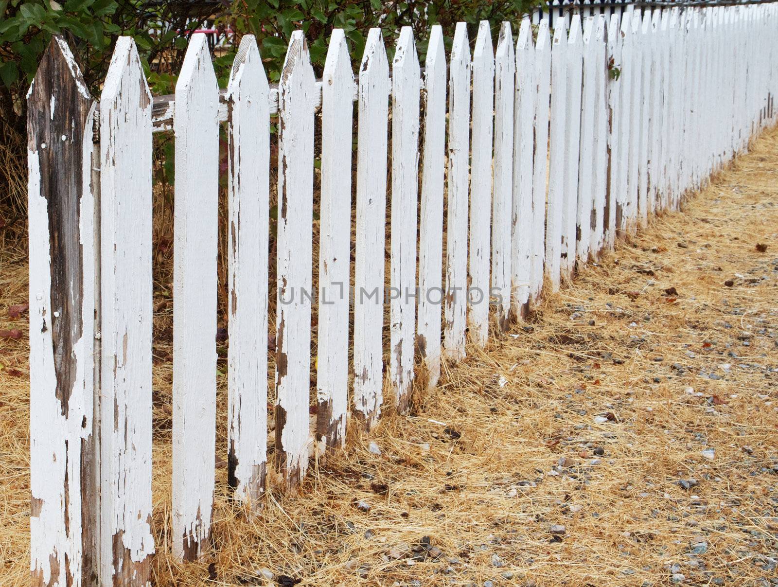 Weathered and peeling white picket fence trialing into dimishing perspective