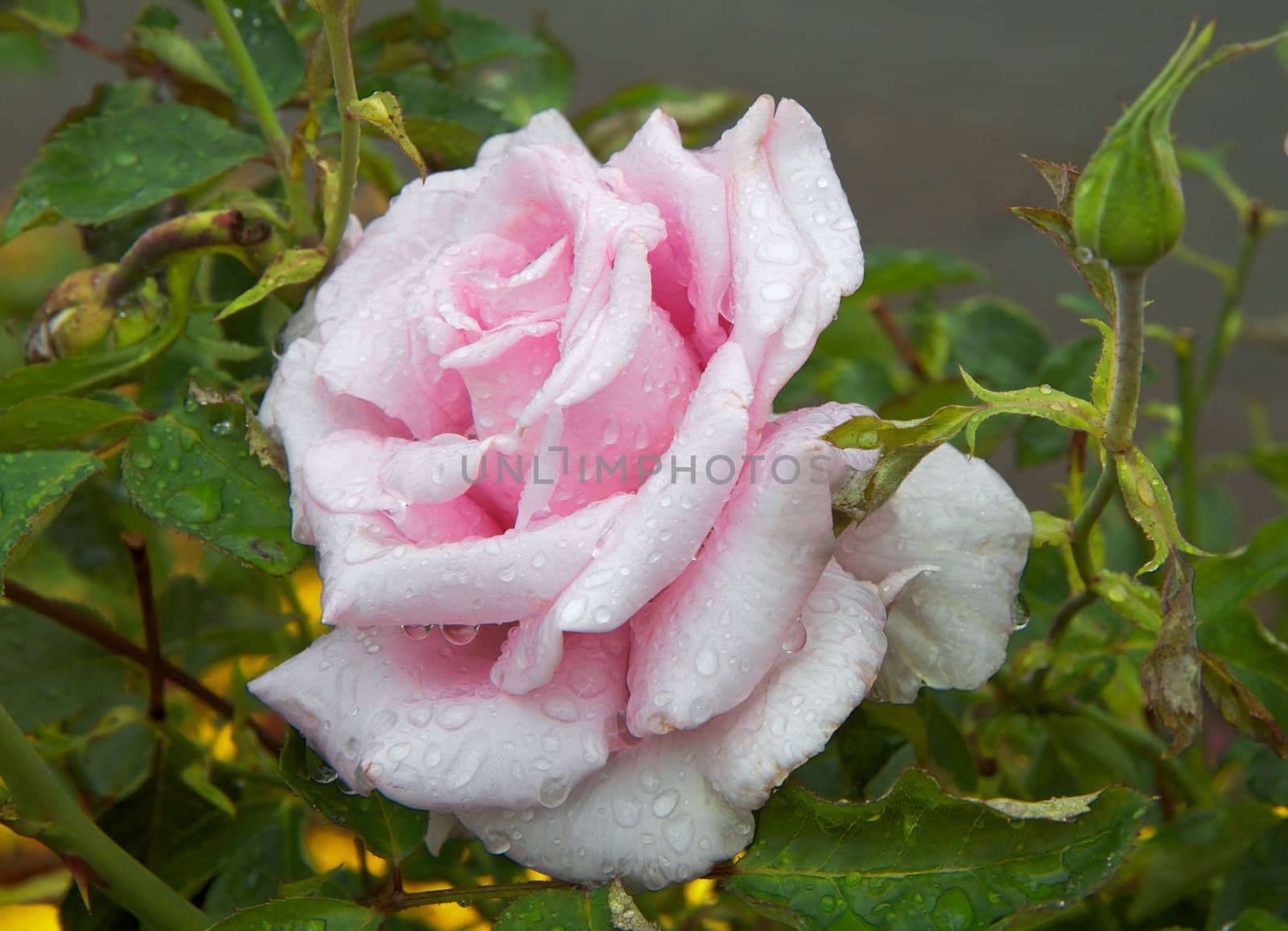 Single wet pink rose with soft background