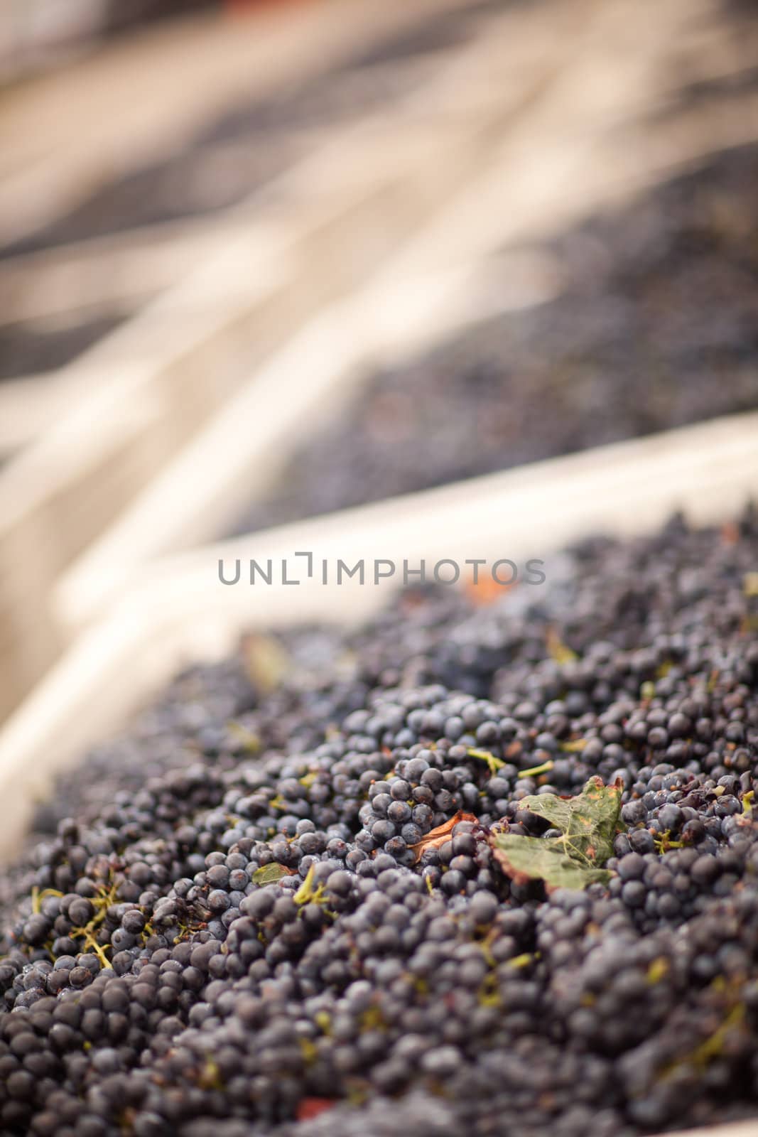 Lush Harvested Red Wine Grapes in Crates.