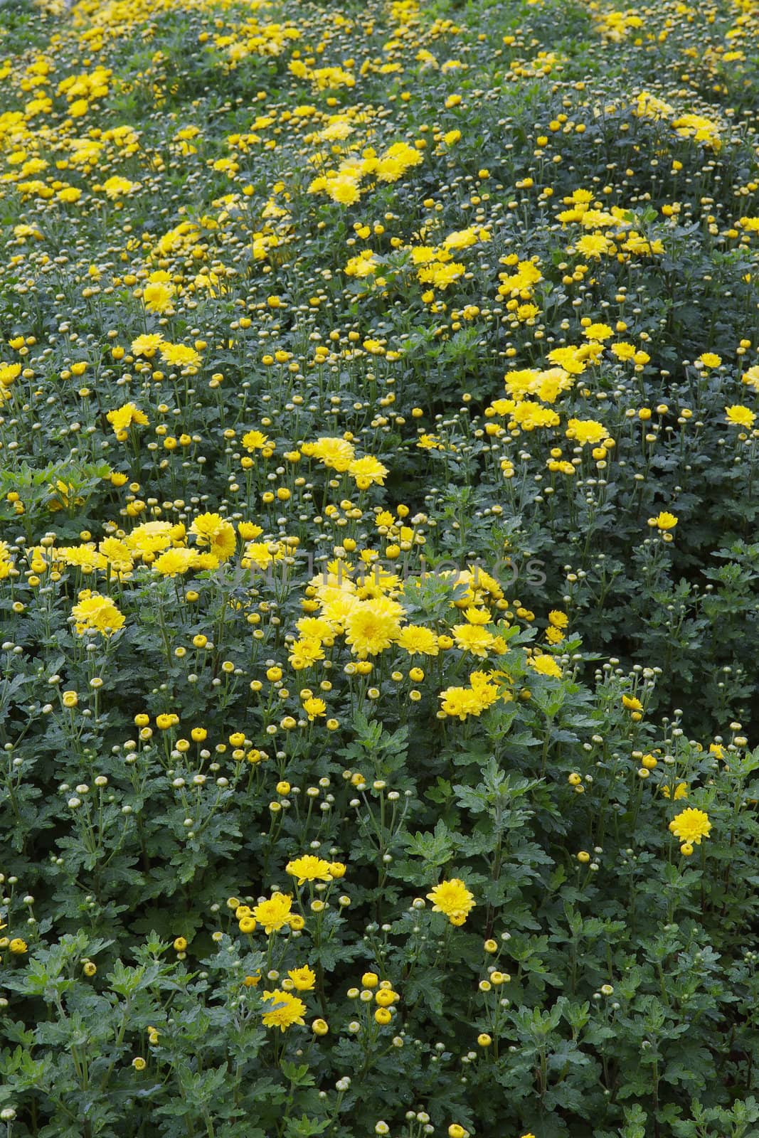 Field of Yellow Chrysanthemums with green leaves diminishing to soft focus